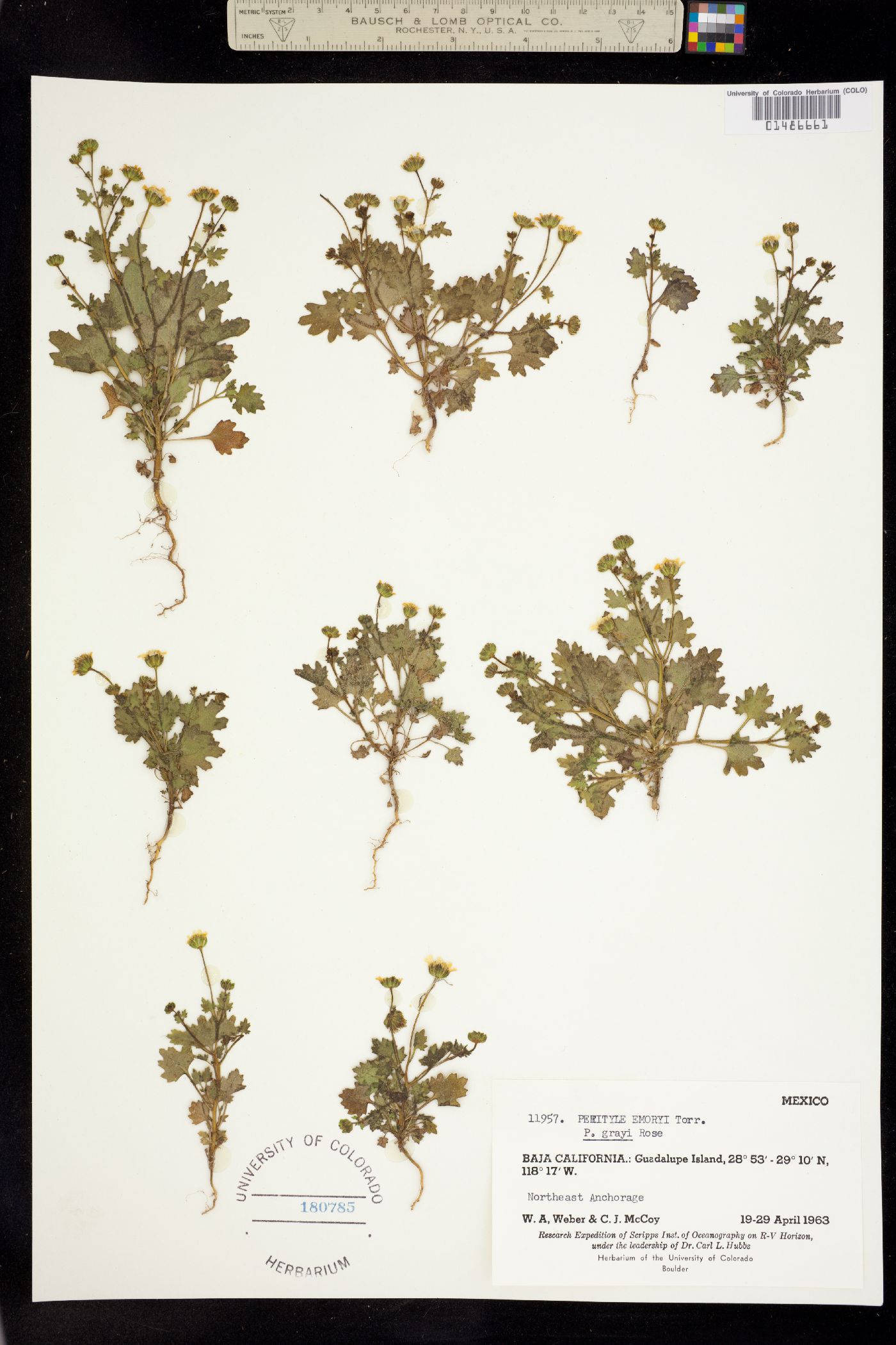 Perityle emoryi image
