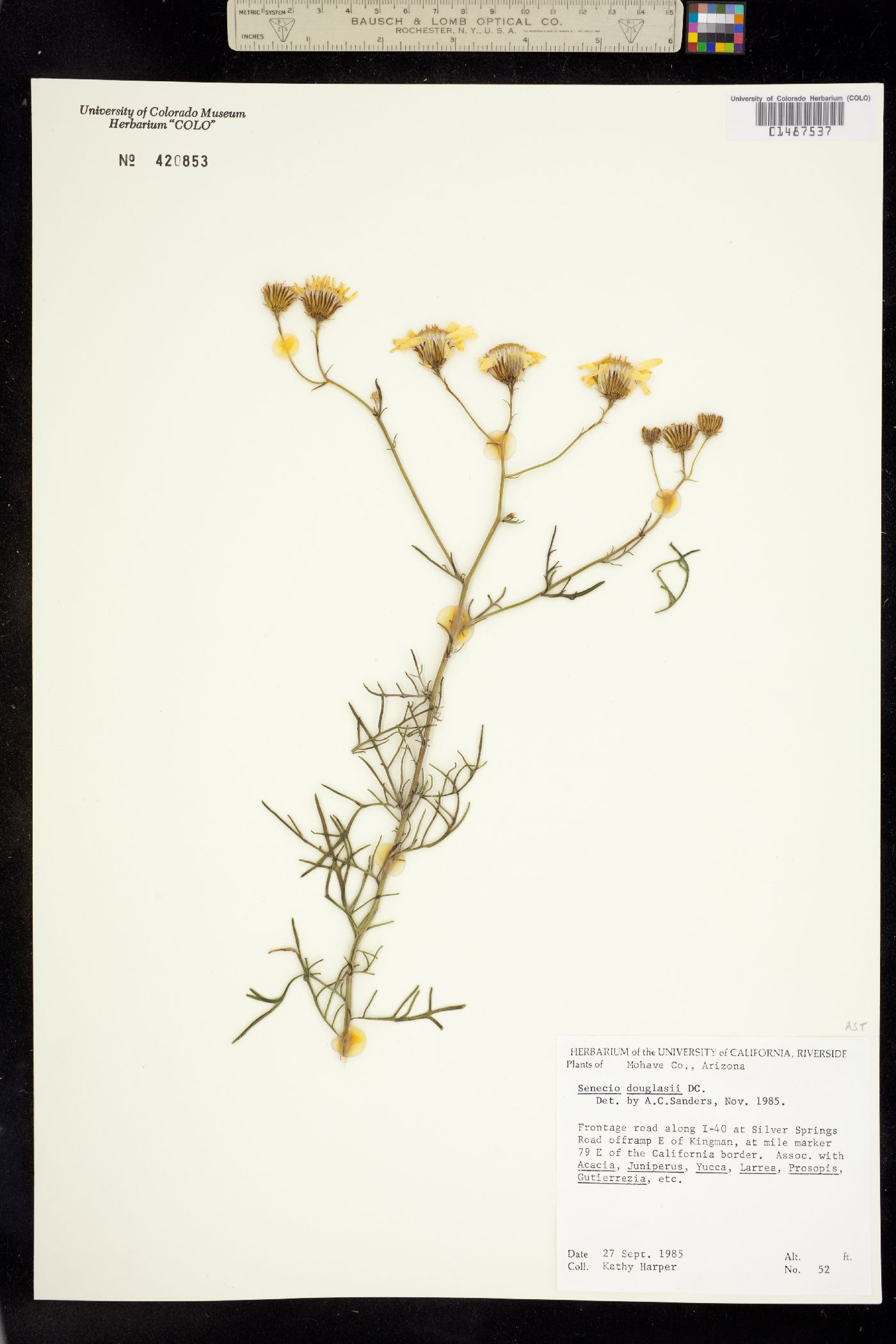 Senecio flaccidus var. douglasii image