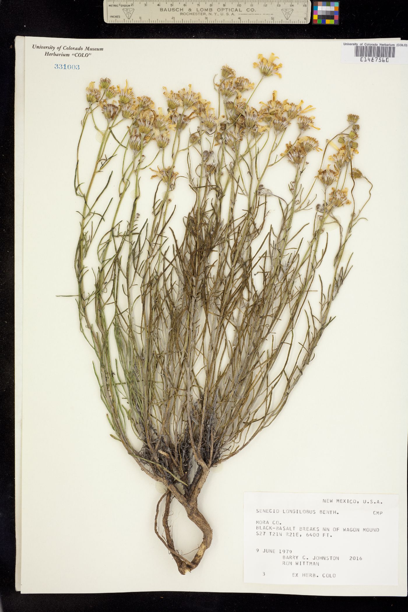 Senecio flaccidus var. flaccidus image