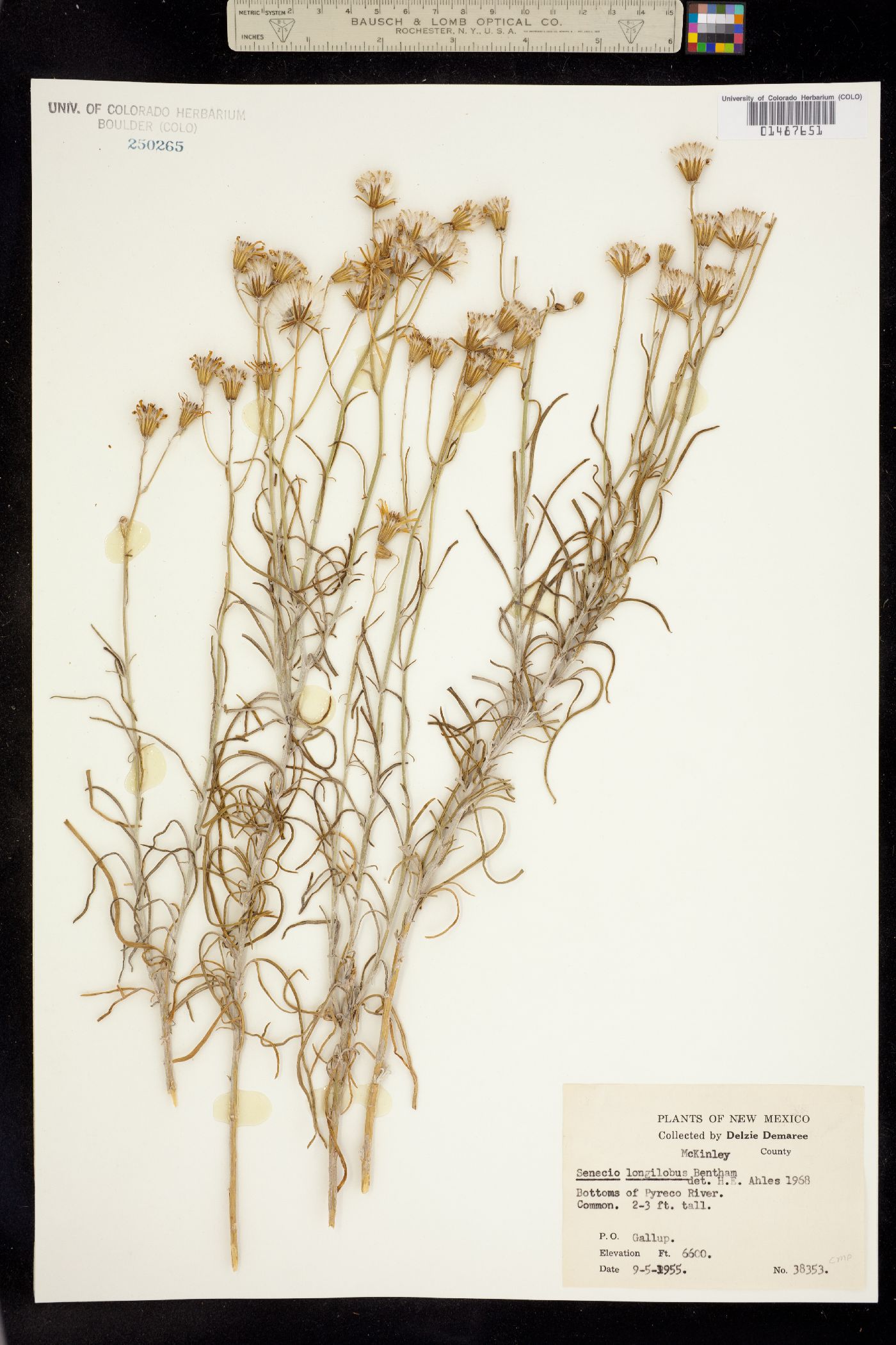 Senecio flaccidus var. flaccidus image