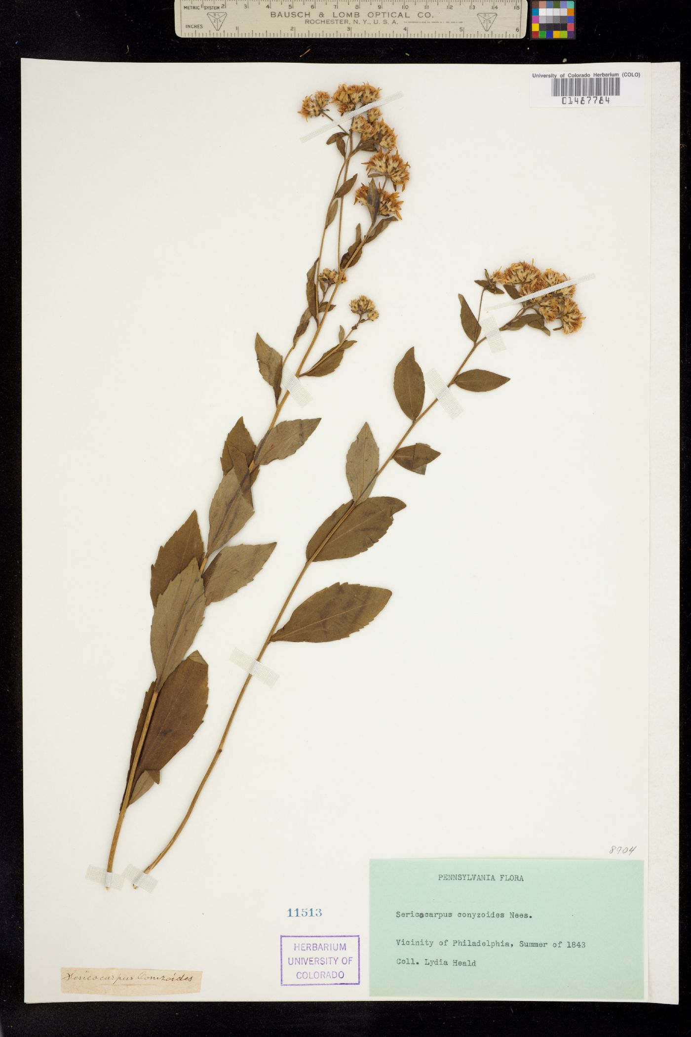 Sericocarpus asteroides image