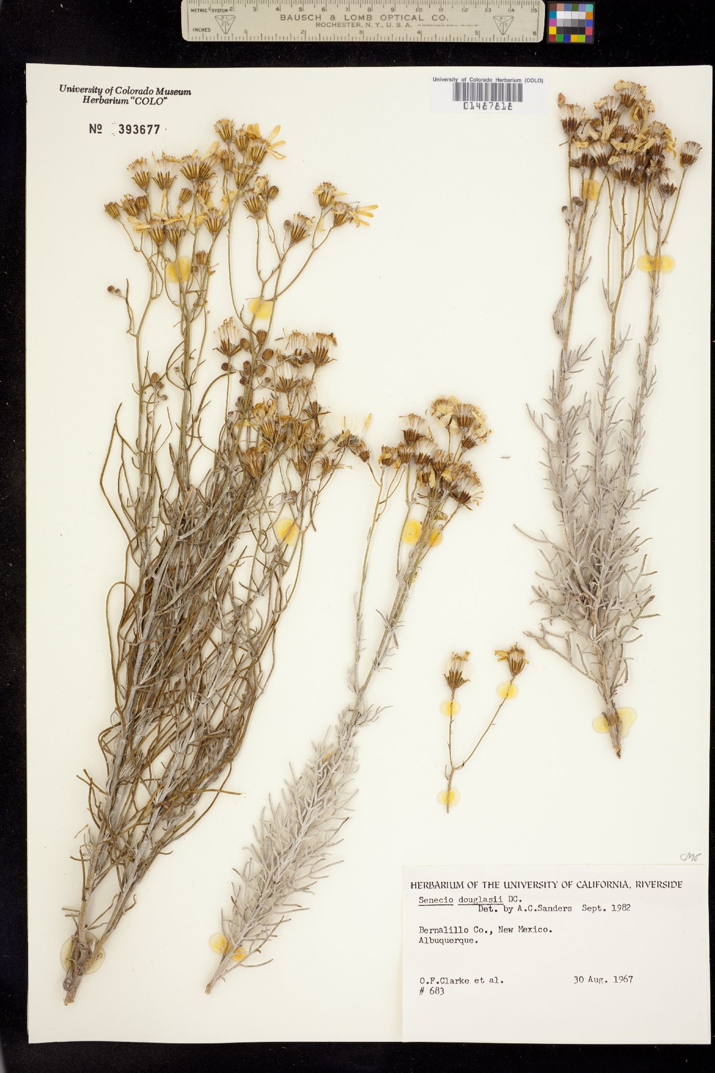 Senecio flaccidus var. douglasii image