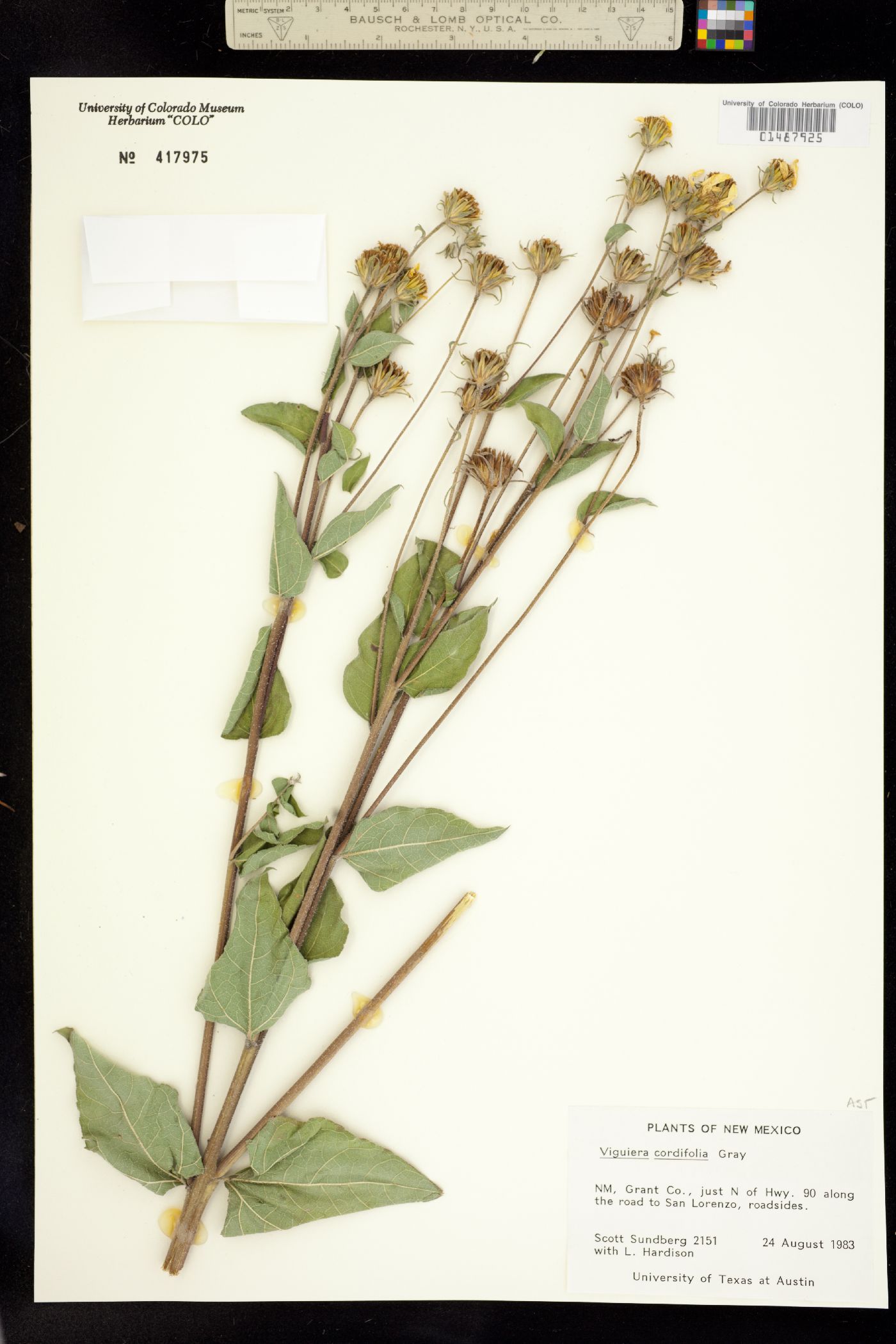 Viguiera cordifolia image