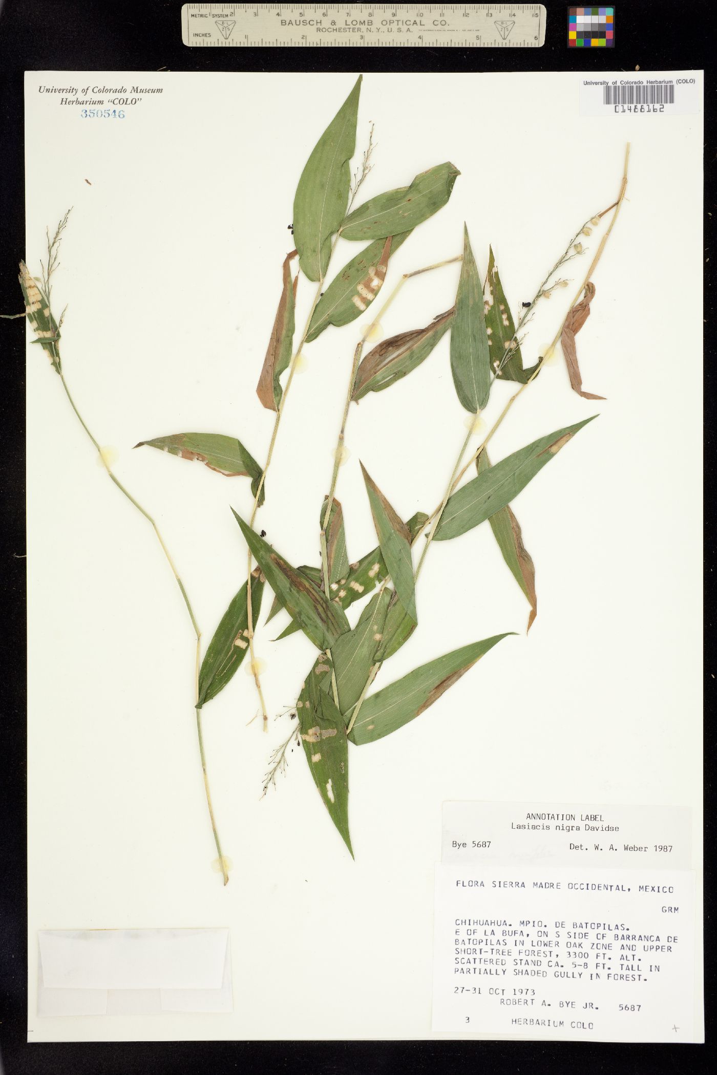 Lasiacis nigra image