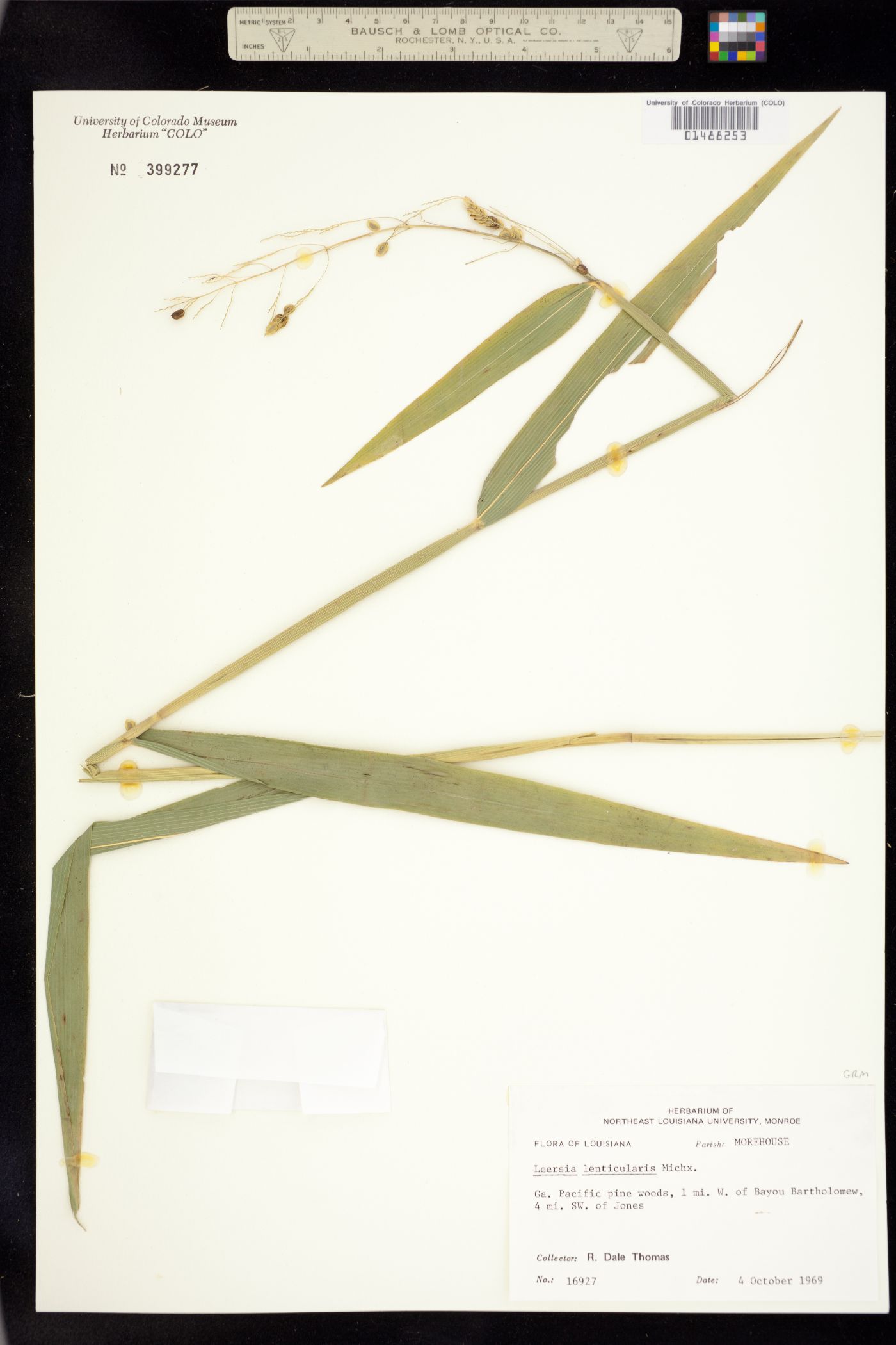 Leersia lenticularis image