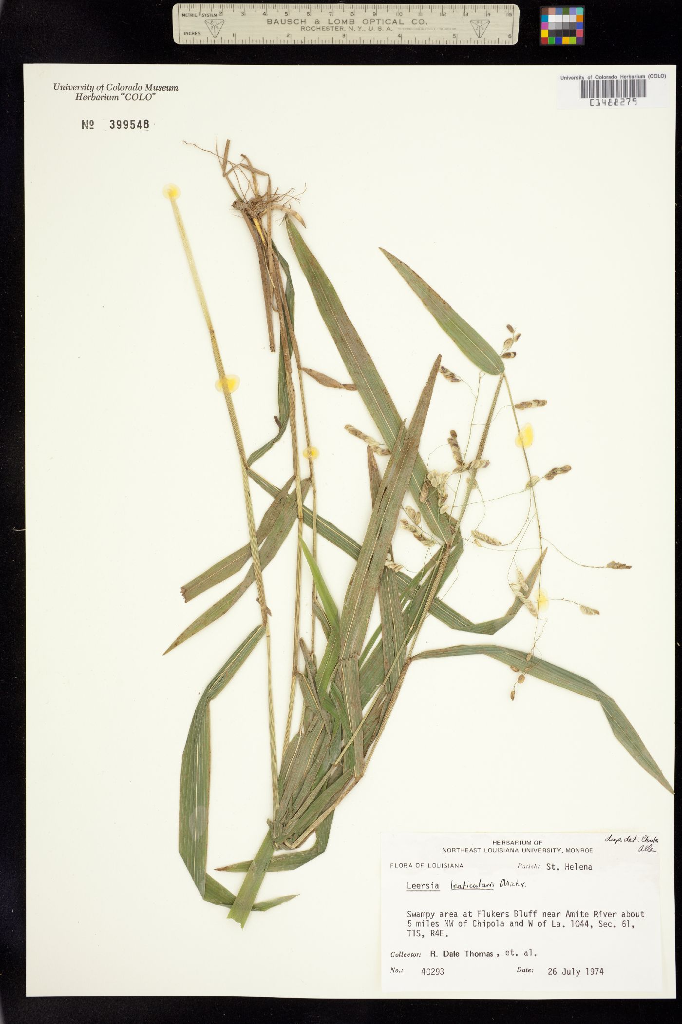 Leersia lenticularis image