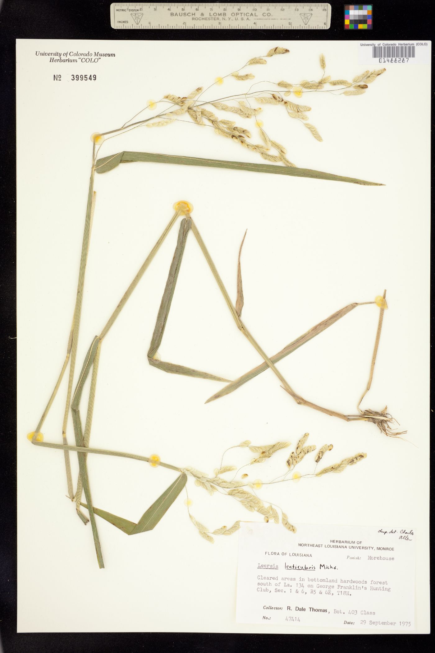 Leersia lenticularis image