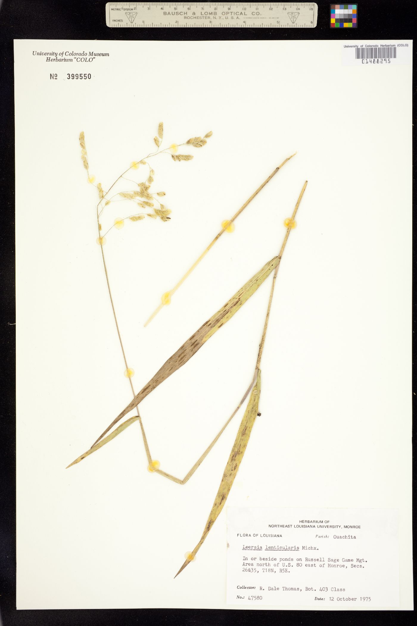 Leersia lenticularis image