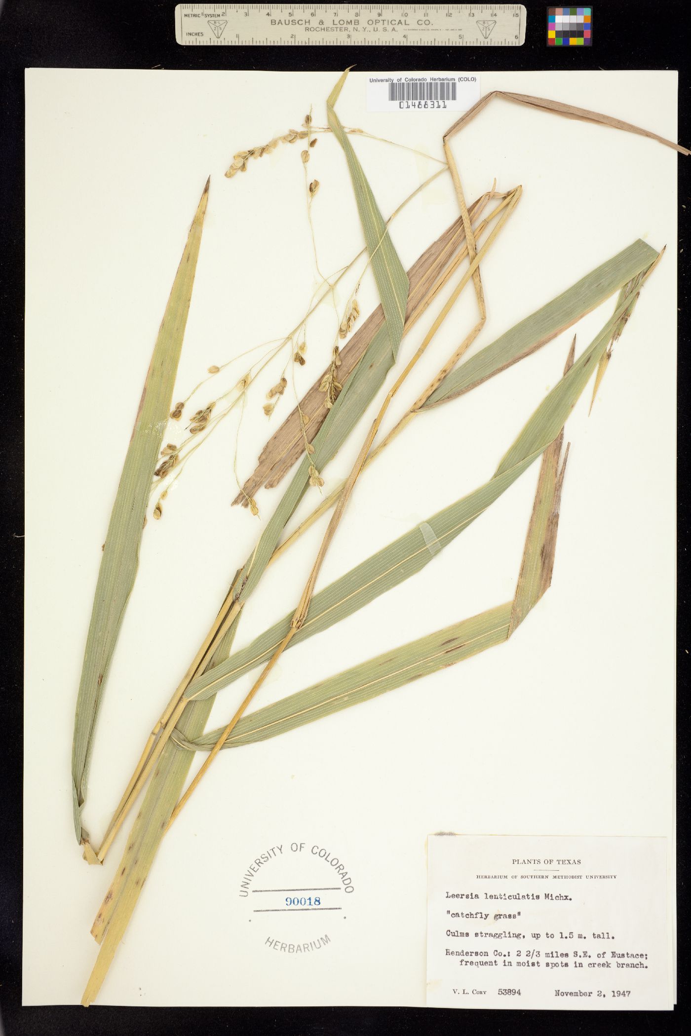 Leersia lenticularis image