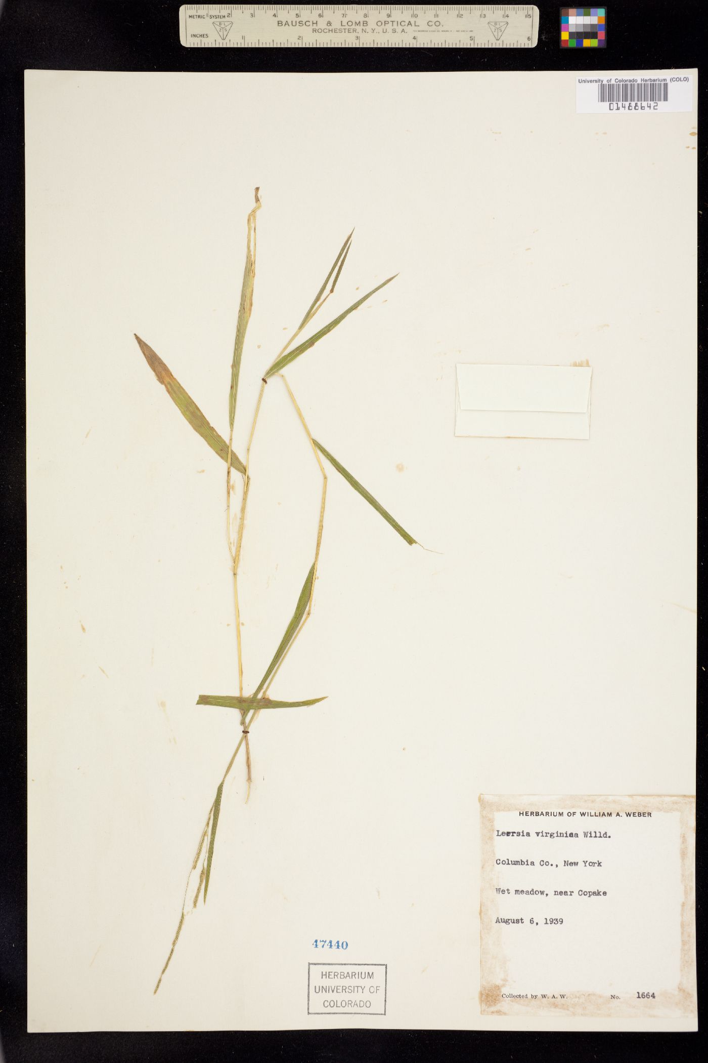 Leersia virginica image