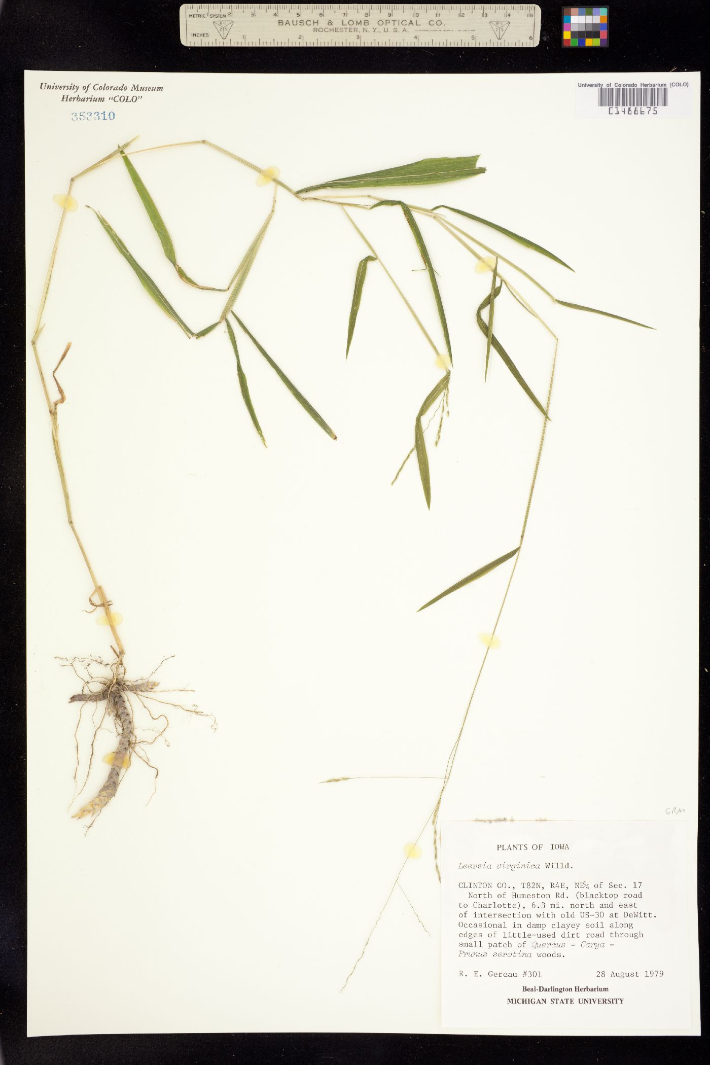 Leersia virginica image