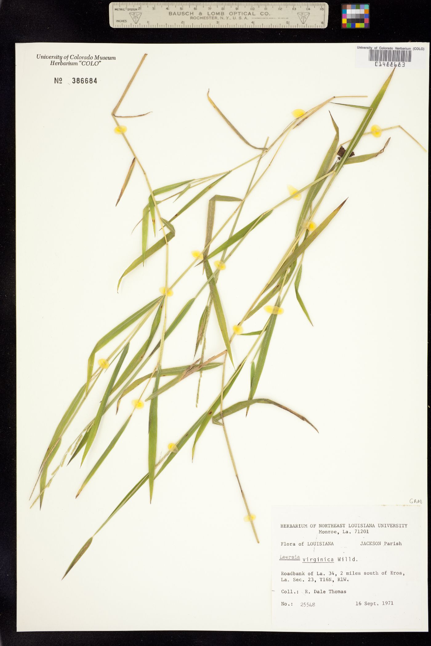 Leersia virginica image