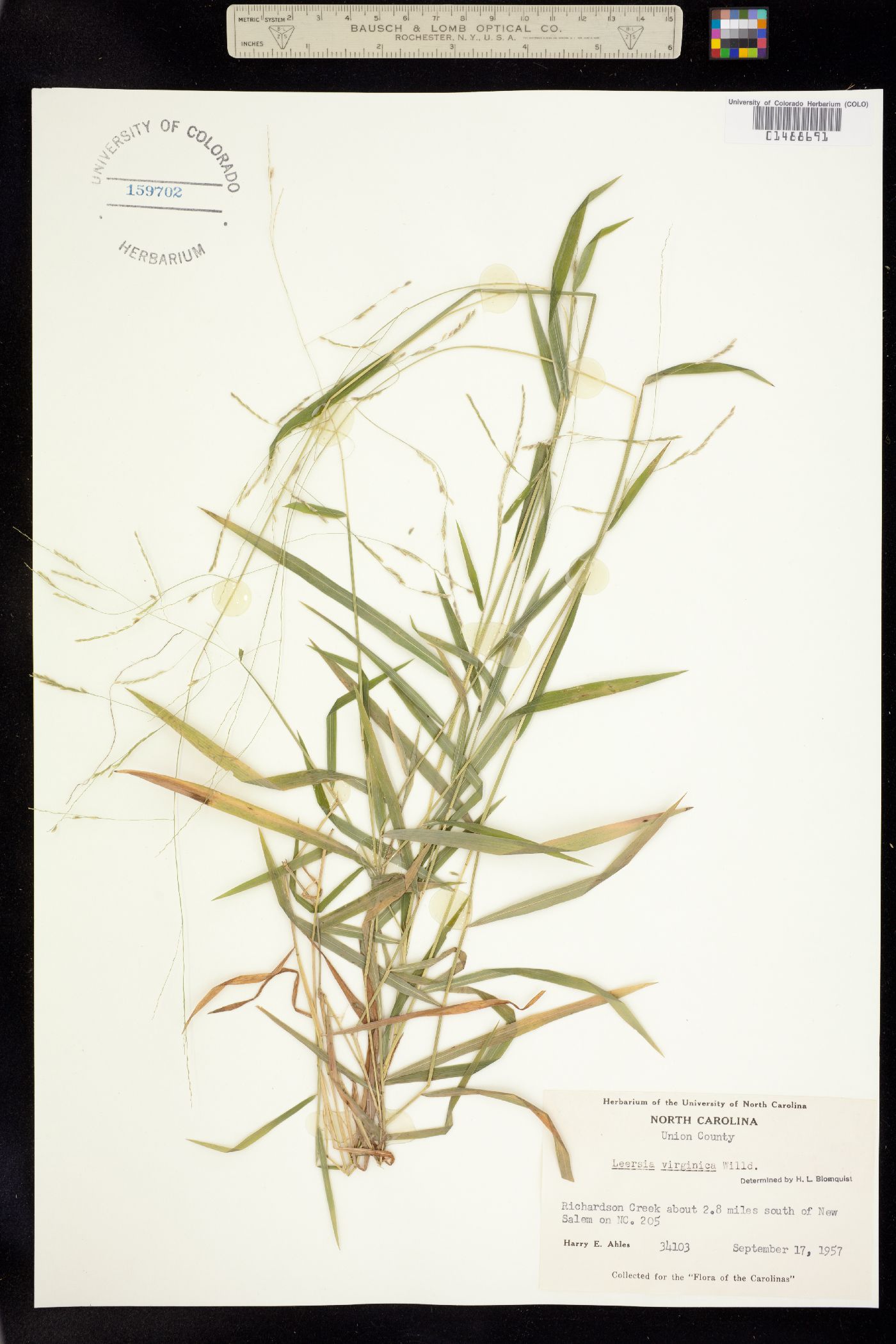 Leersia image