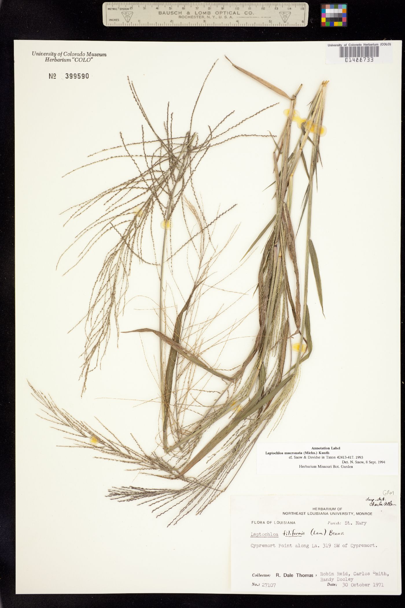 Leptochloa image