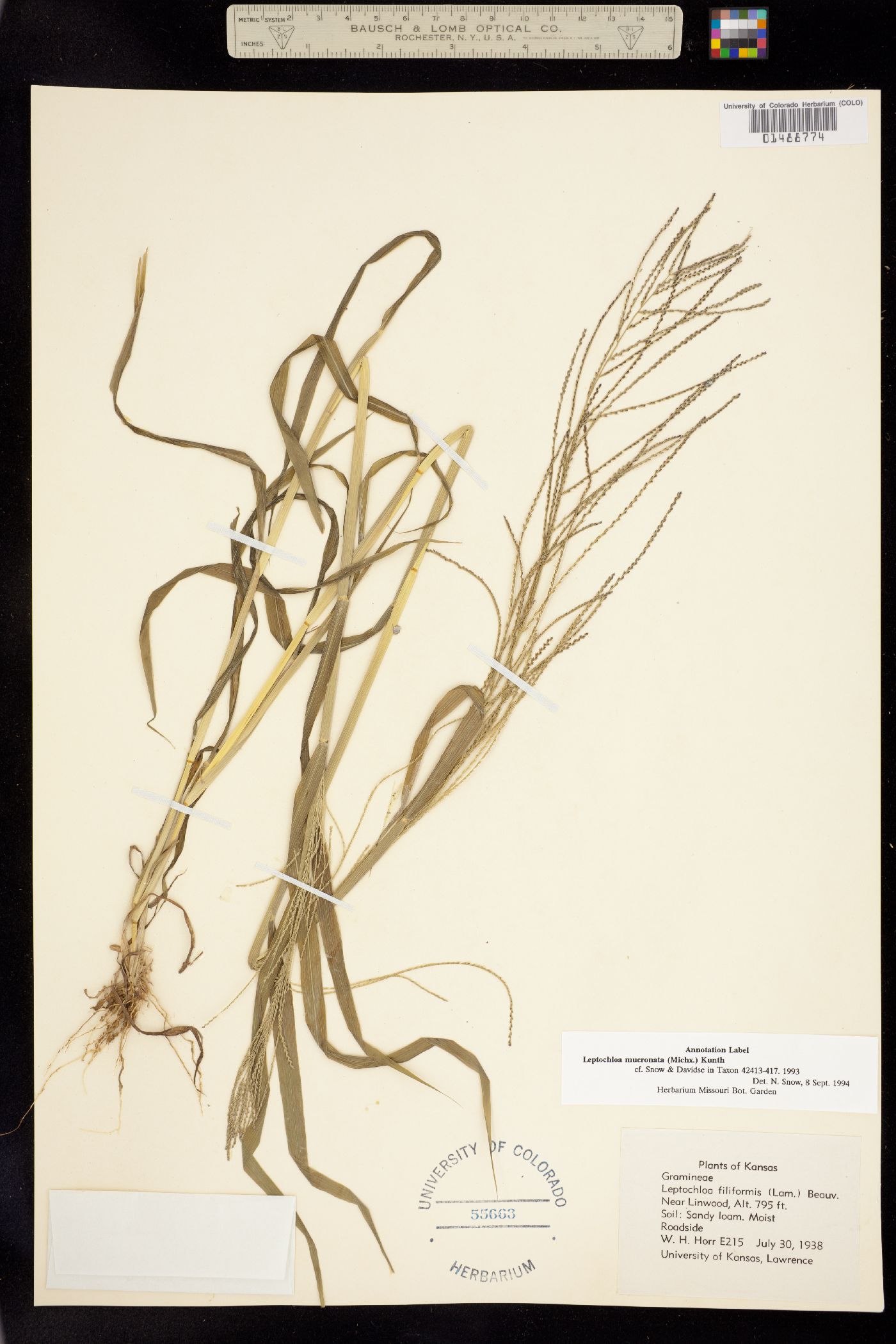 Leptochloa image