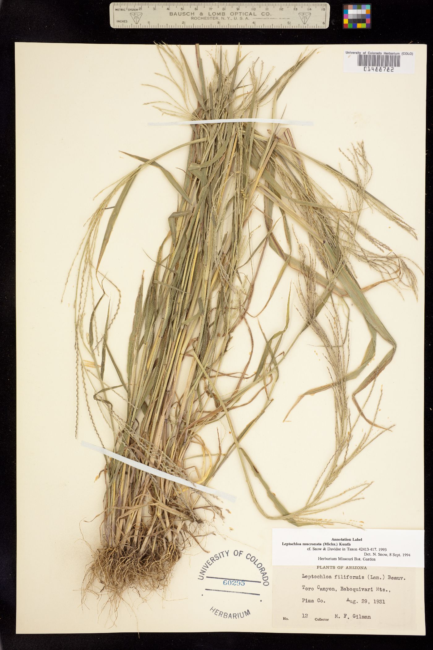 Leptochloa panicea ssp. mucronata image