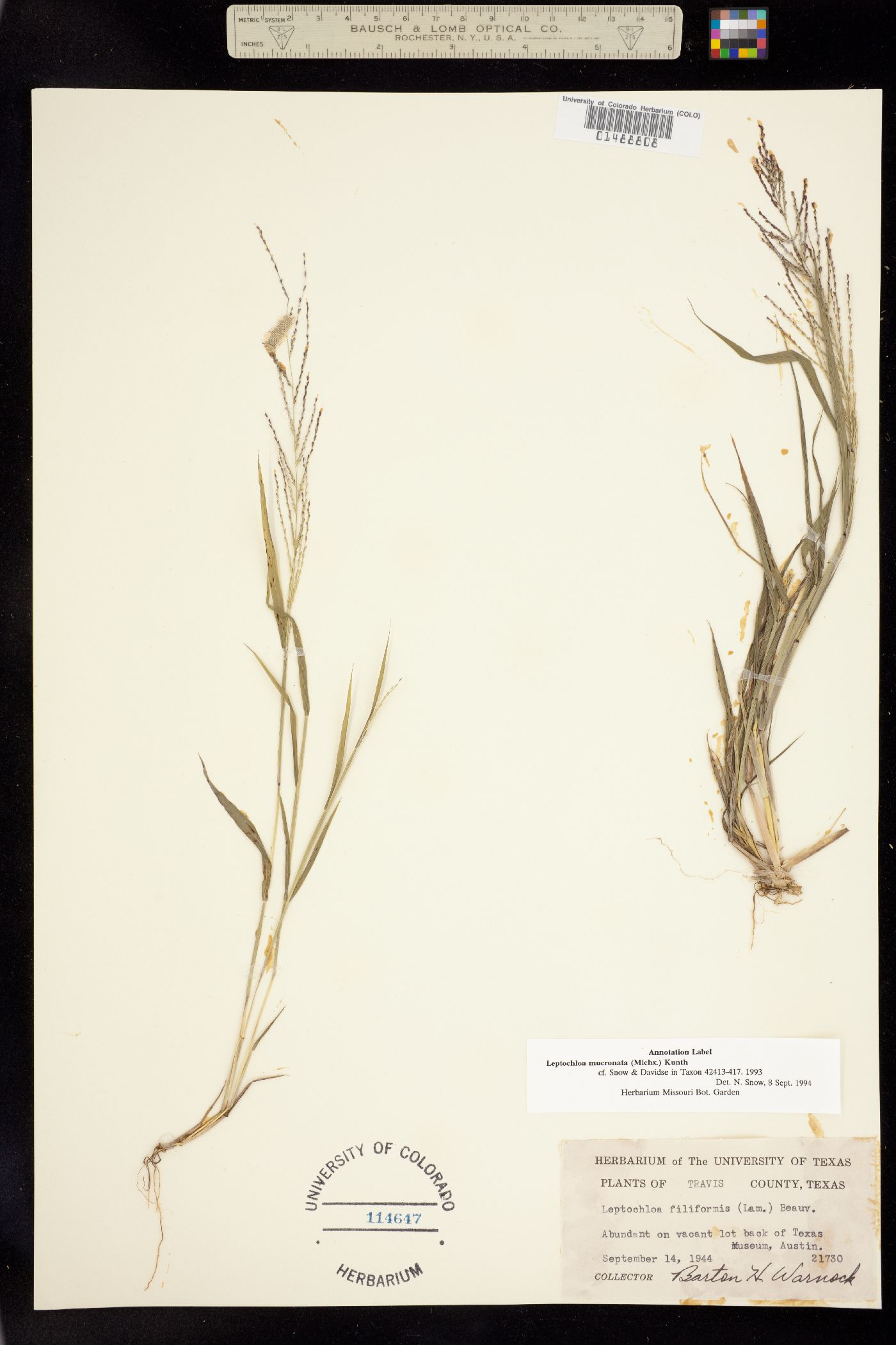 Leptochloa image