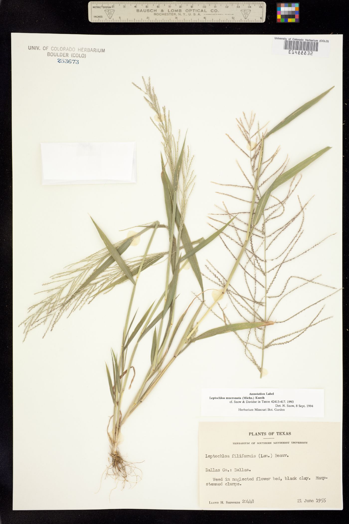 Leptochloa panicea image