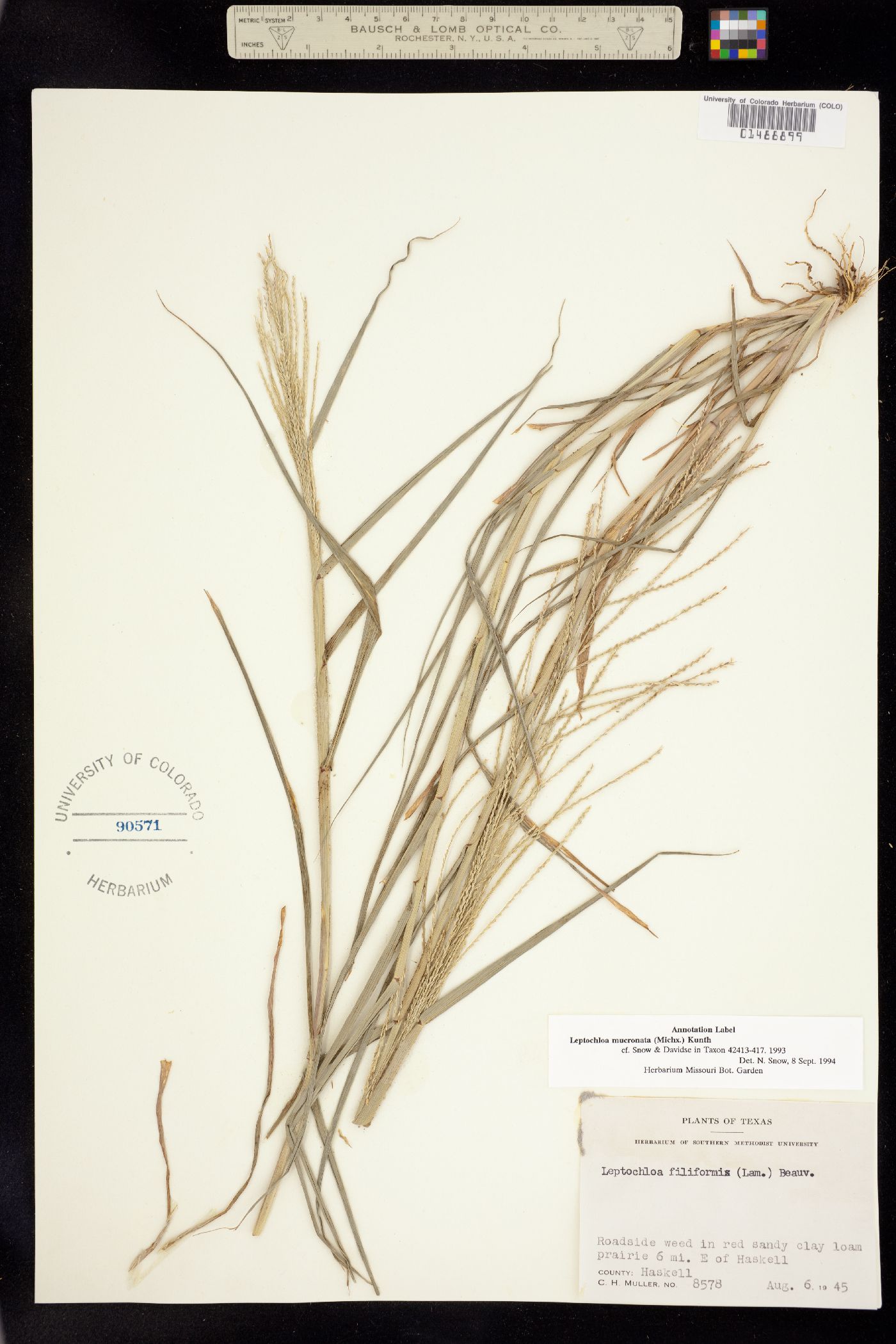Leptochloa panicea ssp. mucronata image