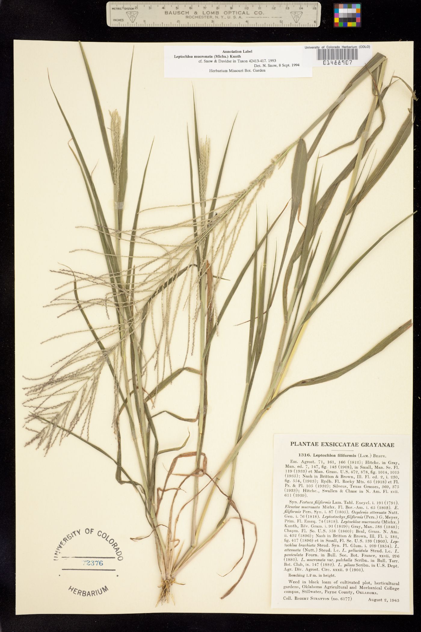 Leptochloa image