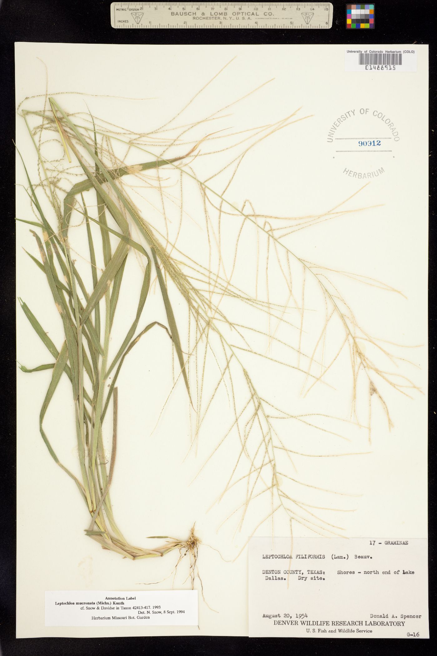 Leptochloa panicea image