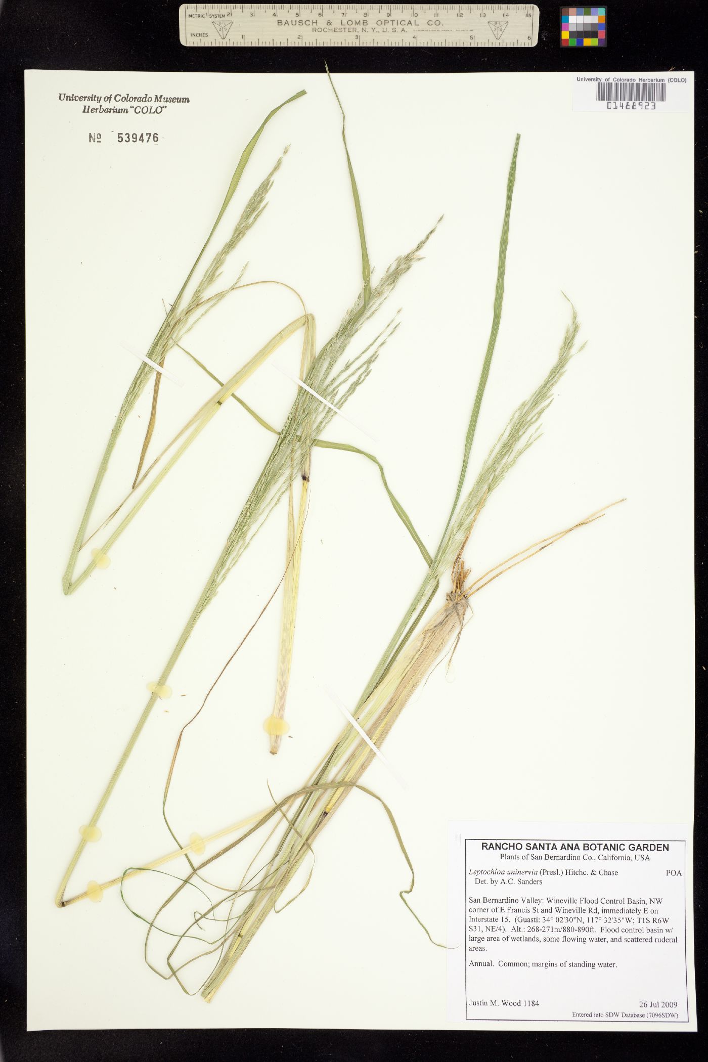 Leptochloa fusca ssp. uninervia image