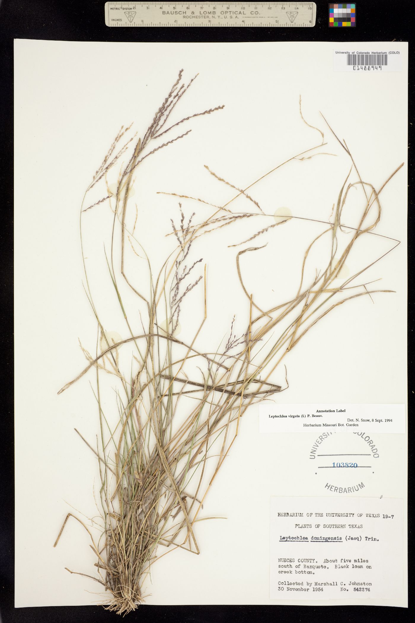 Leptochloa virgata image