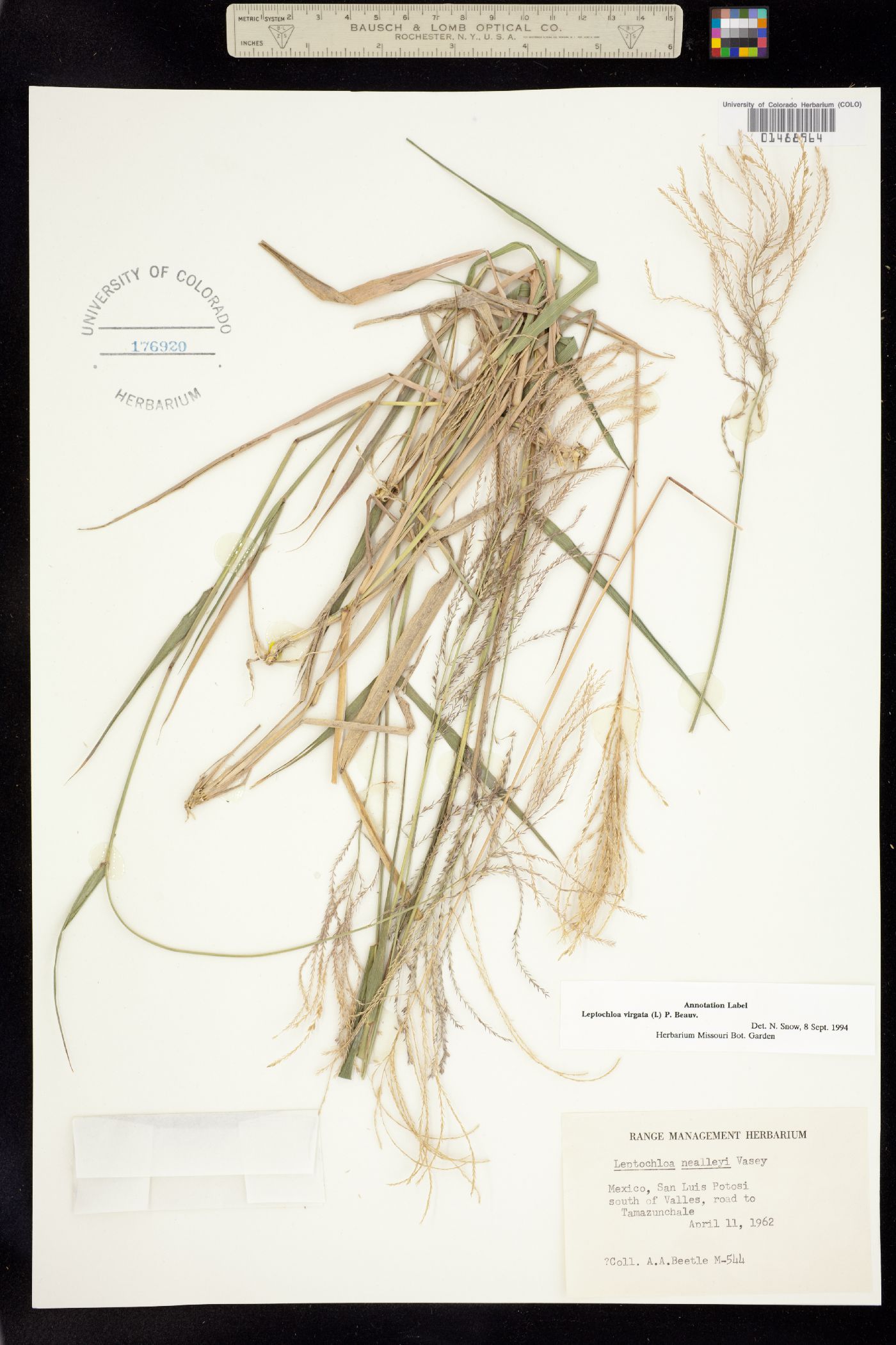 Leptochloa virgata image