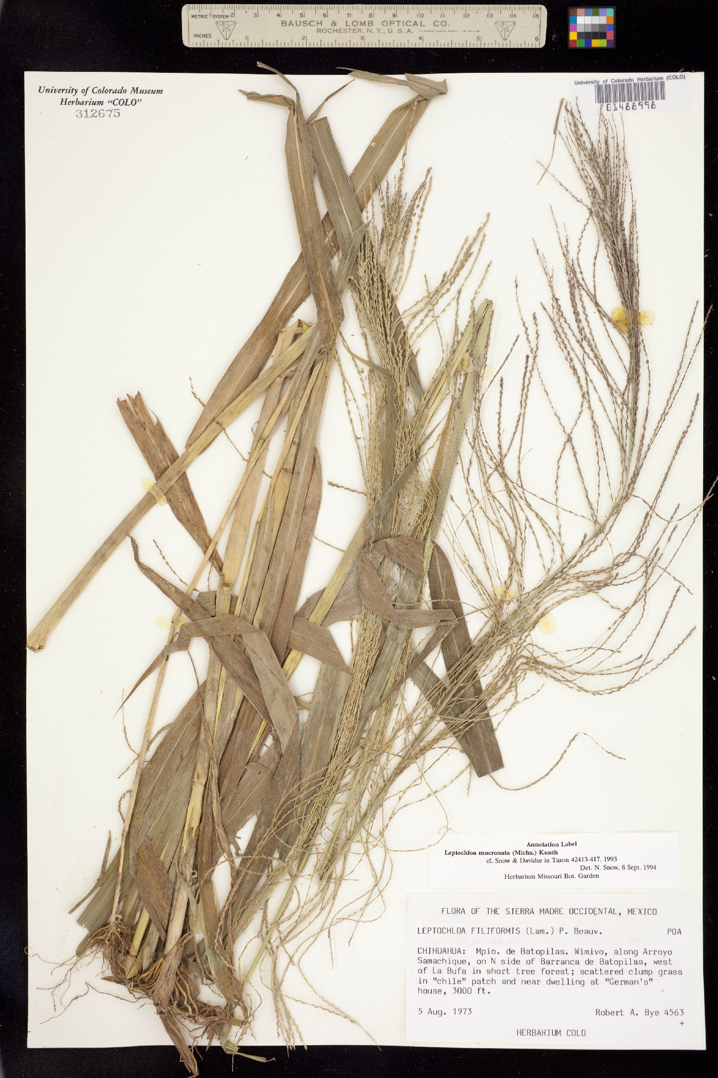 Leptochloa panicea ssp. mucronata image