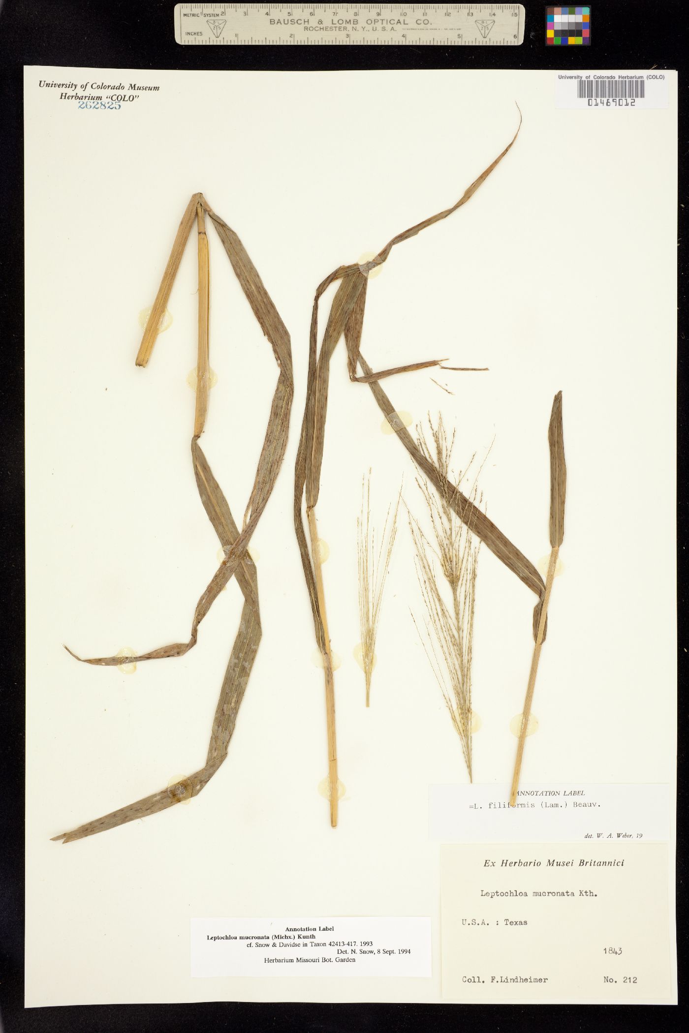 Leptochloa image