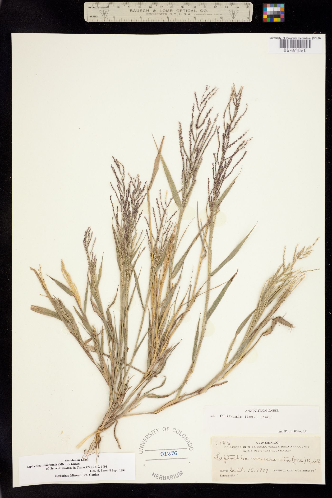 Leptochloa image
