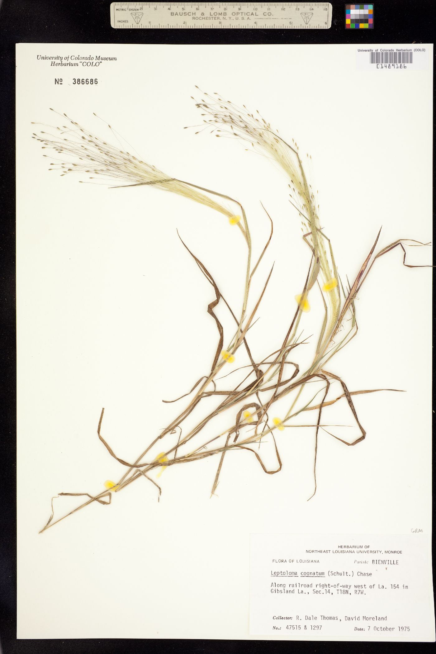 Digitaria cognata image