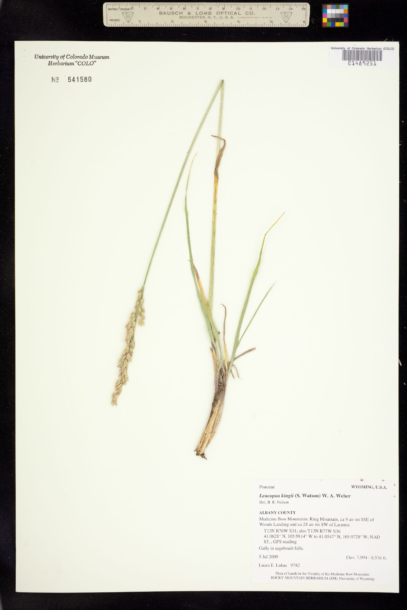 Leucopoa kingii image