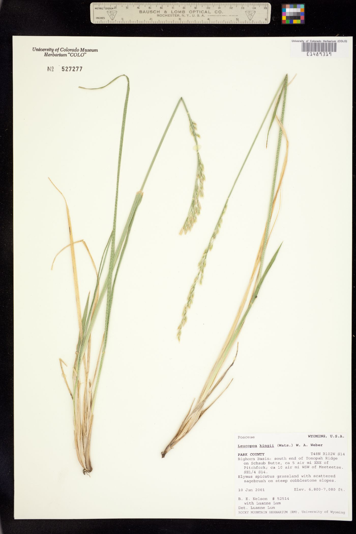 Leucopoa image