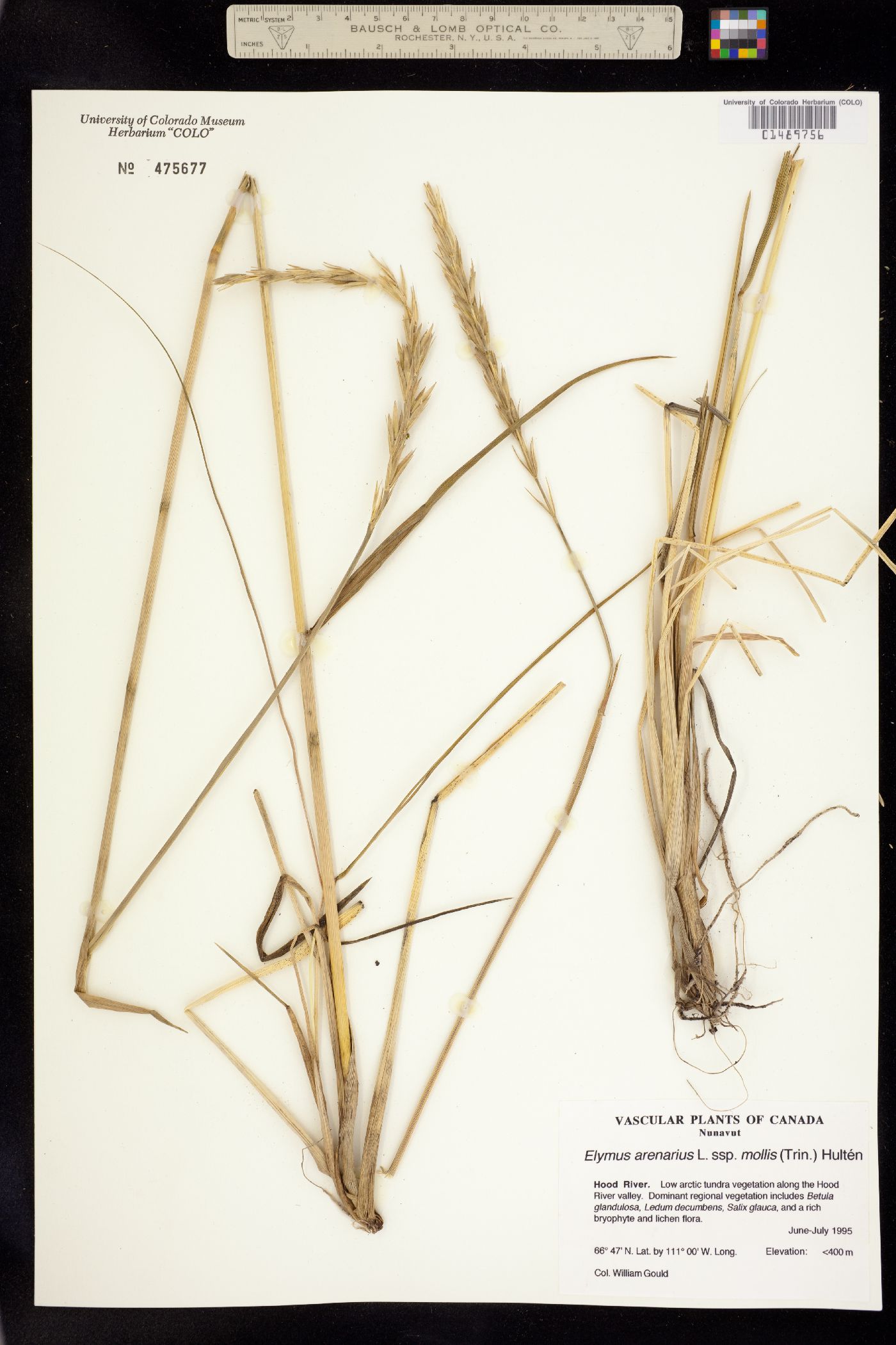 Leymus arenarius image