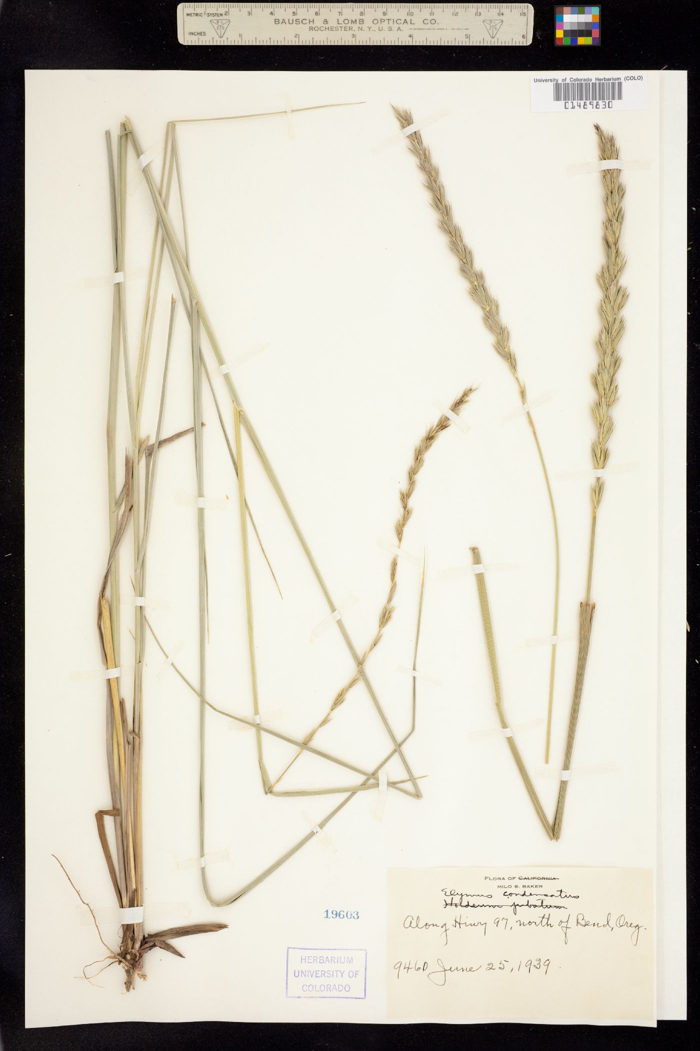Leymus cinereus image