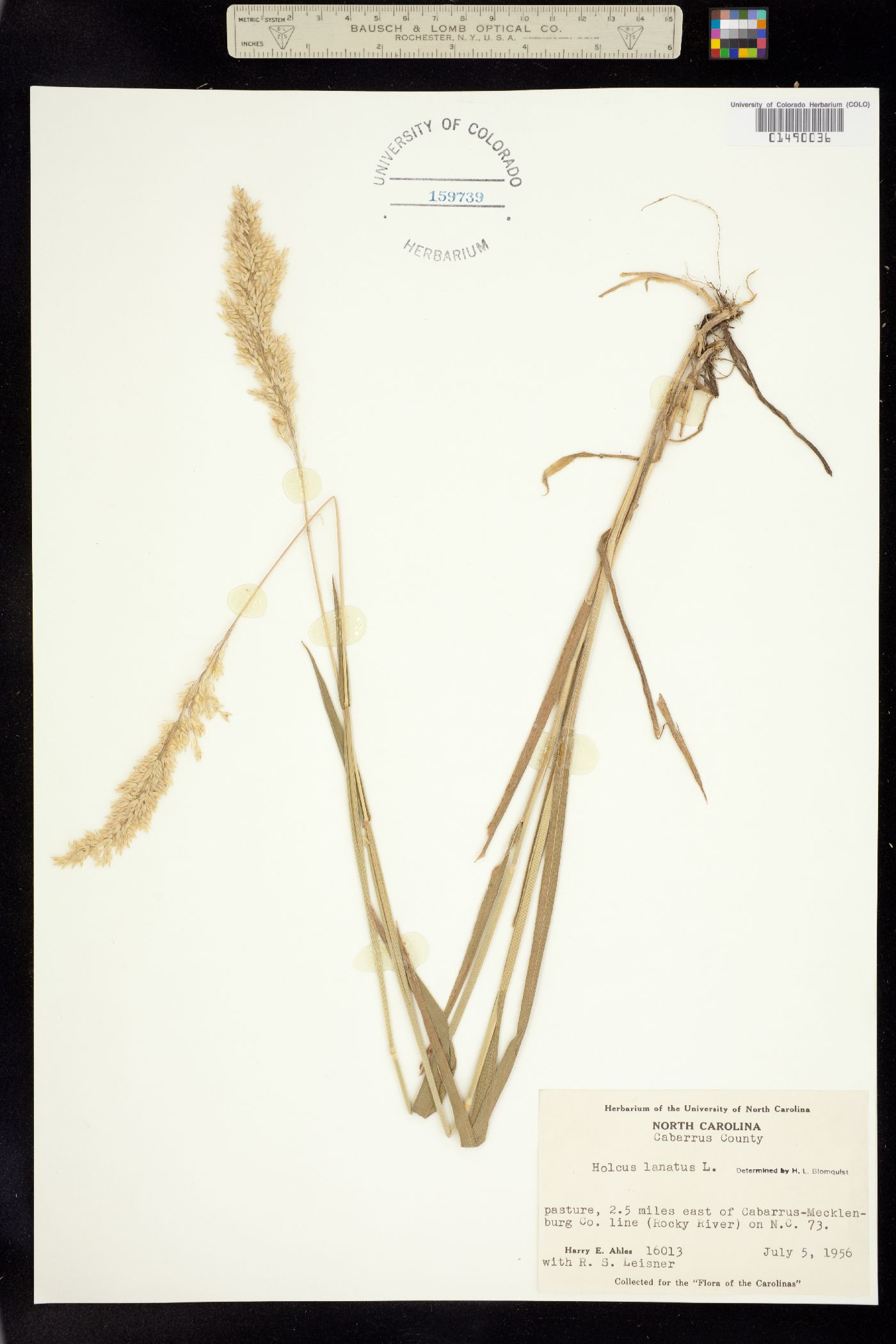 Holcus lanatus image
