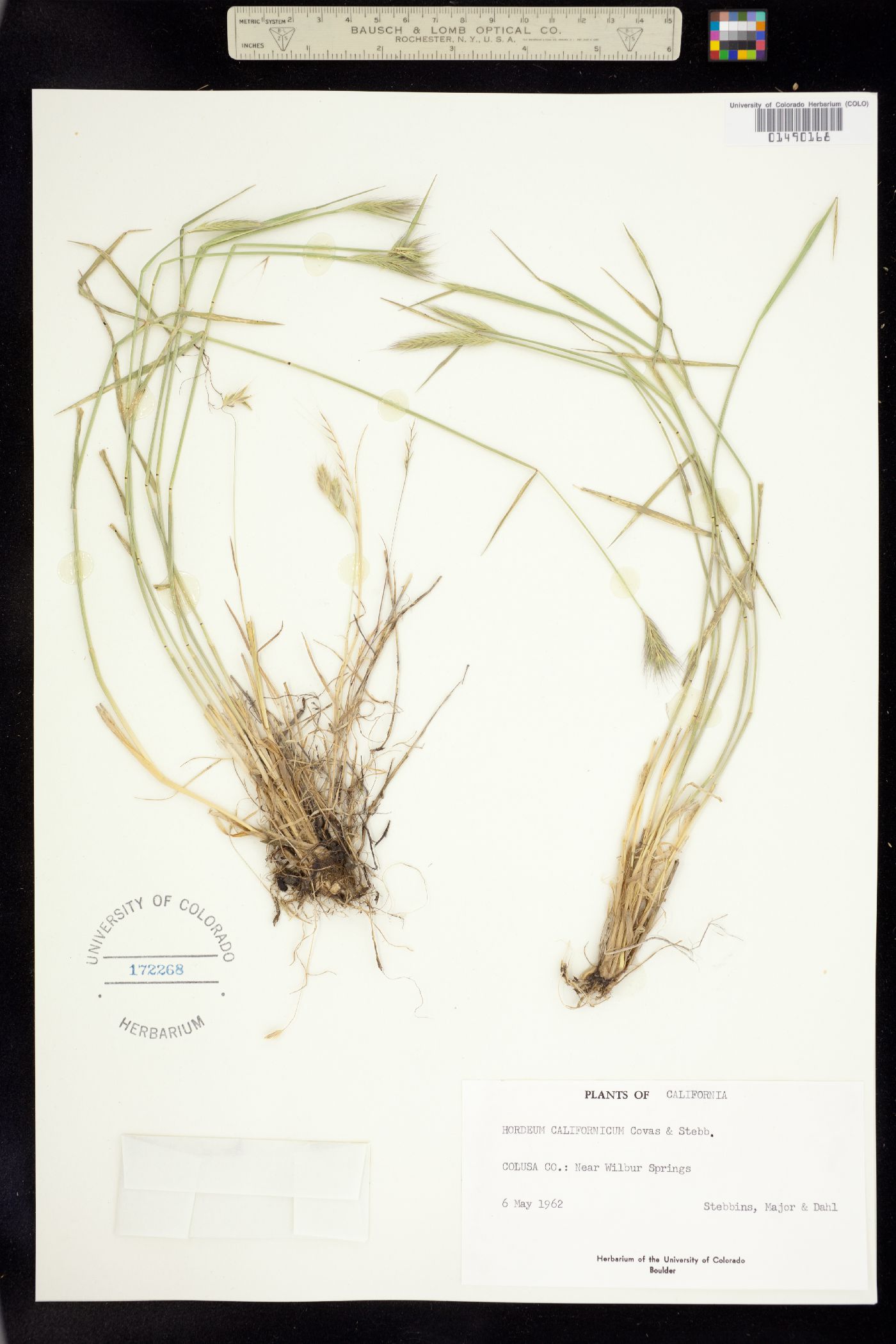 Hordeum brachyantherum image