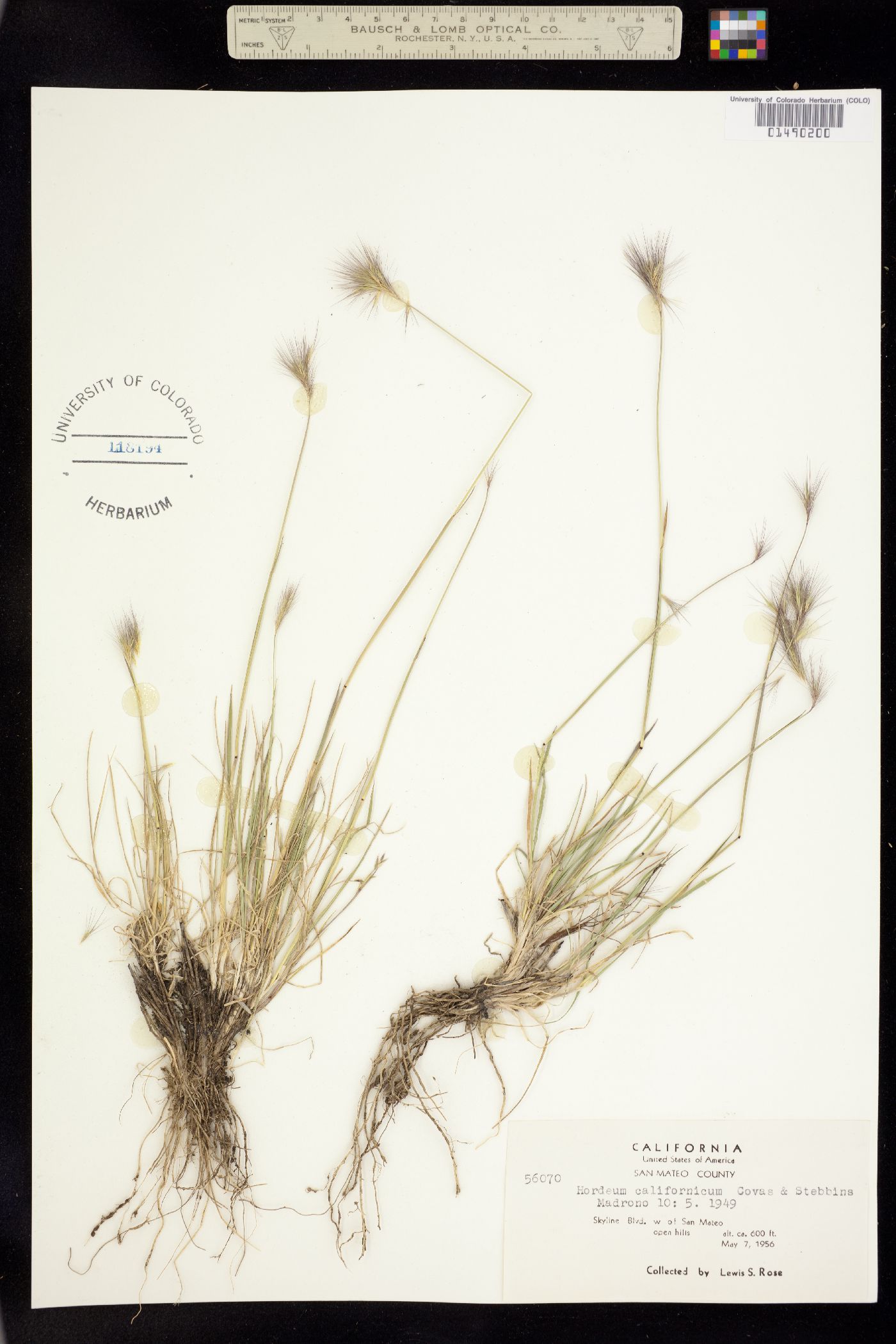 Hordeum brachyantherum ssp. californicum image