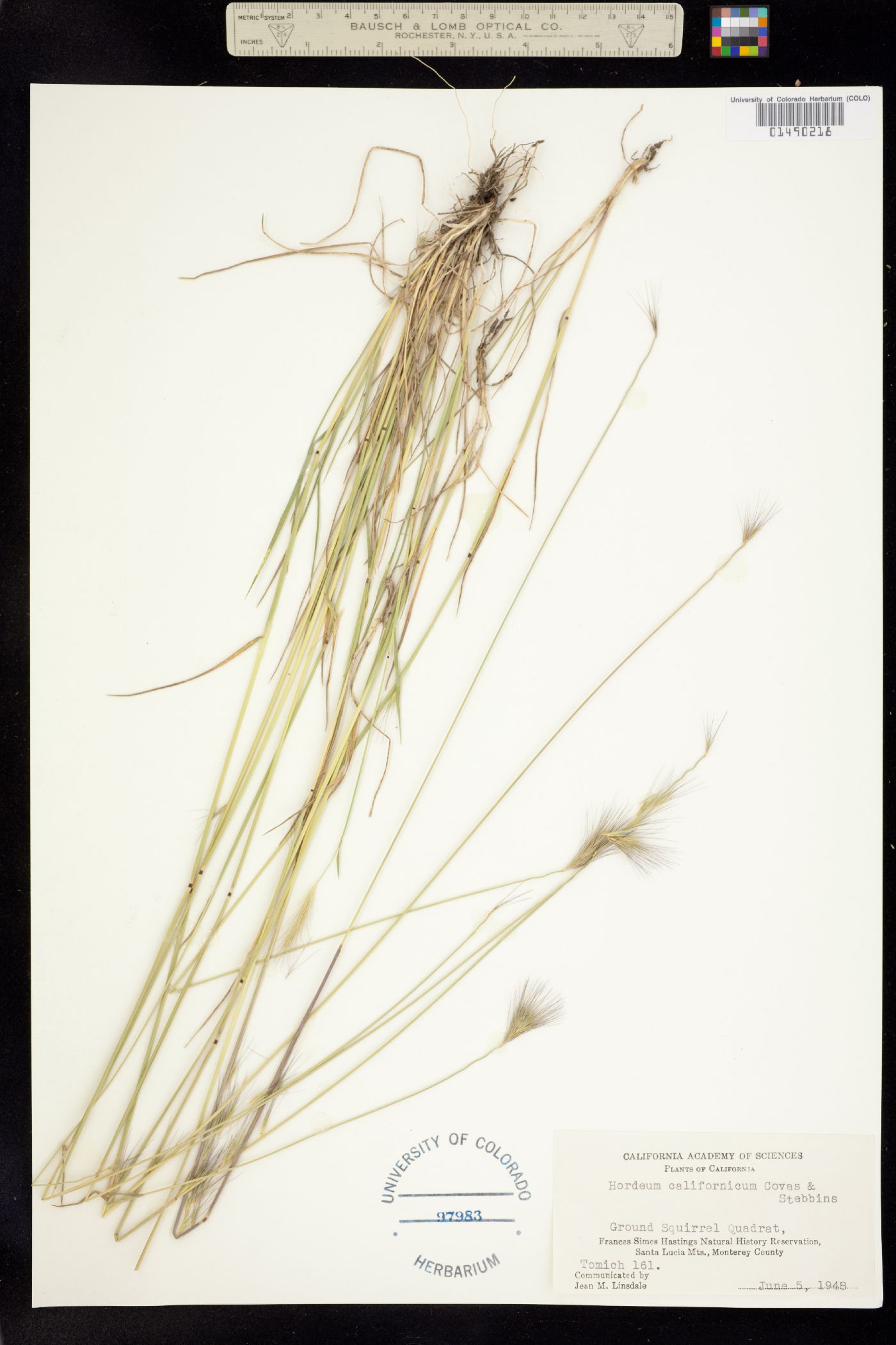 Hordeum brachyantherum image