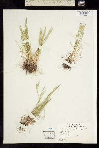 Hordeum marinum ssp. gussoneanum image