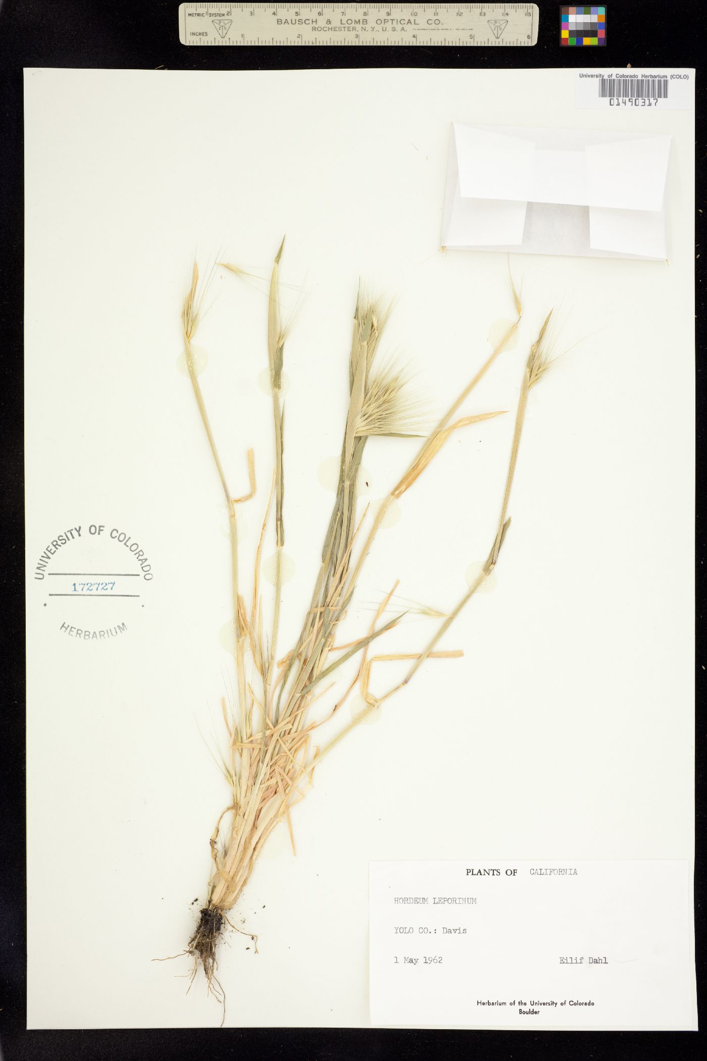 Hordeum murinum ssp. leporinum image