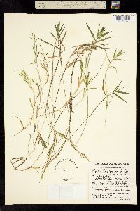 Hydrochloa caroliniensis image
