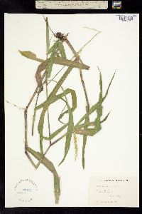 Image of Agrostis monostachya