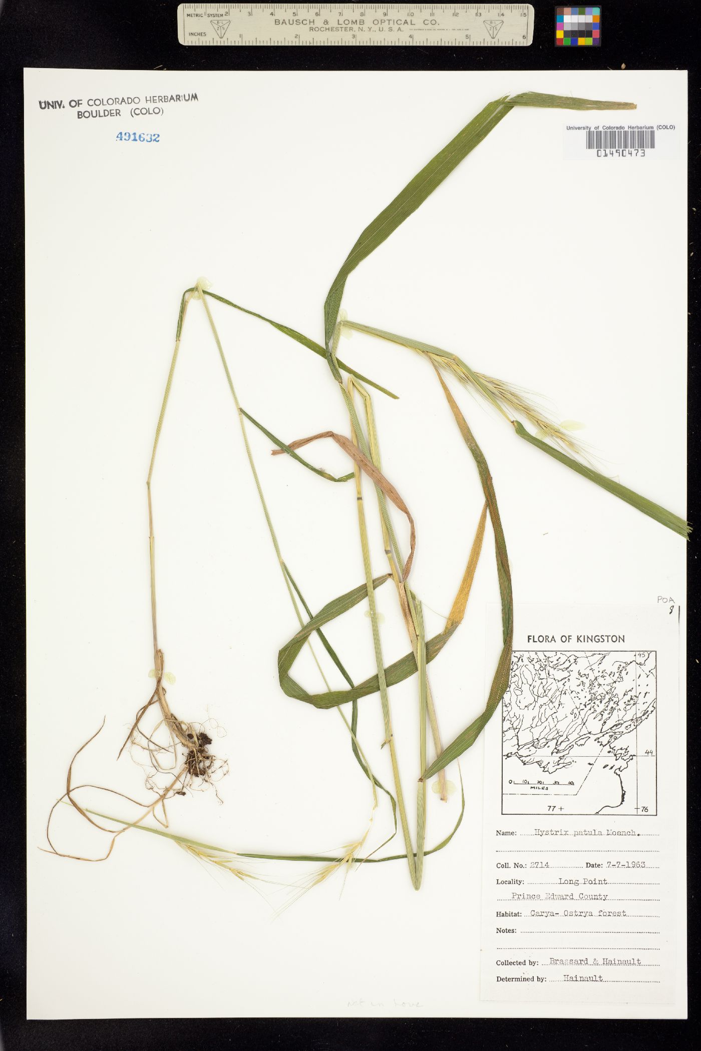 Elymus hystrix image