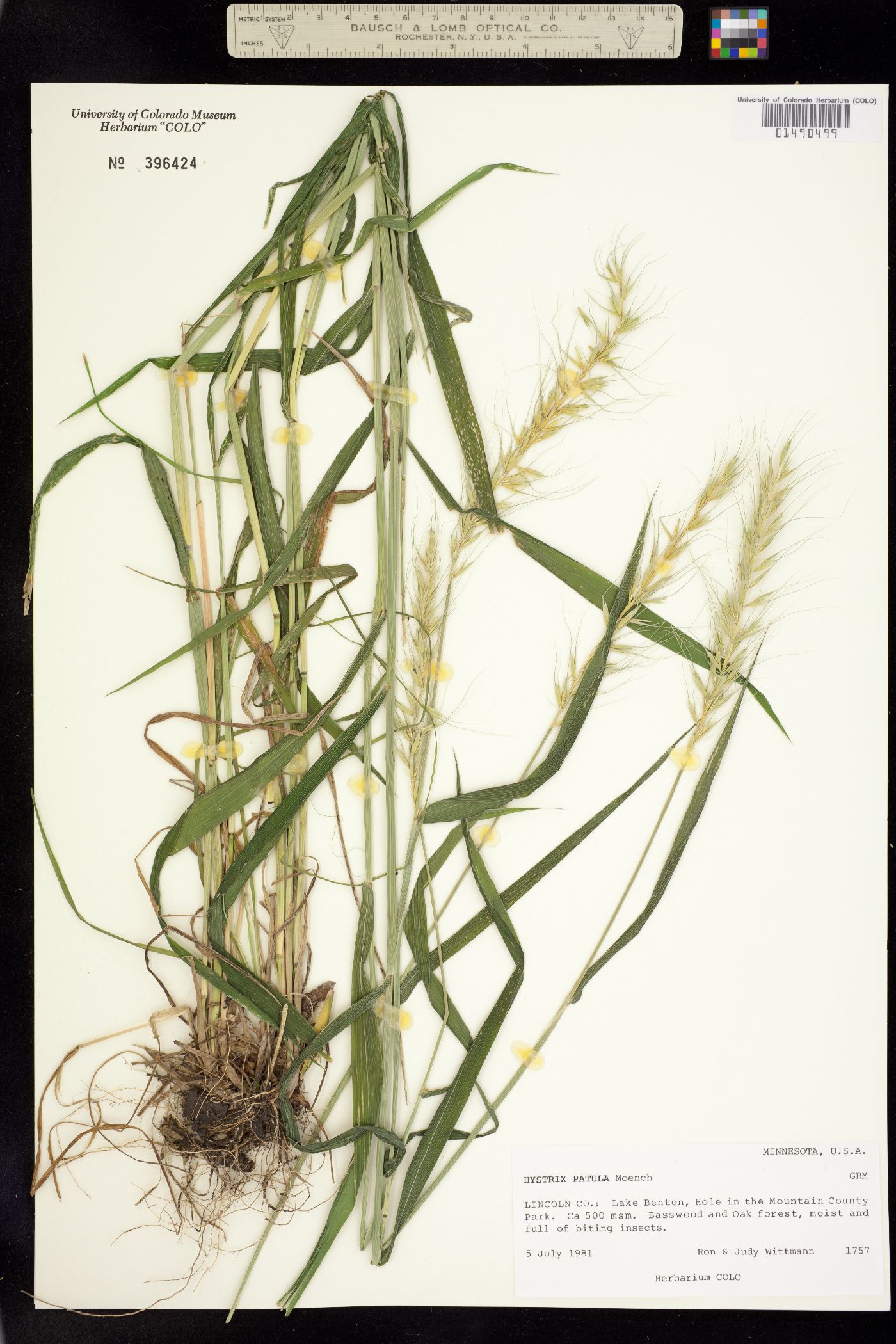 Elymus hystrix image