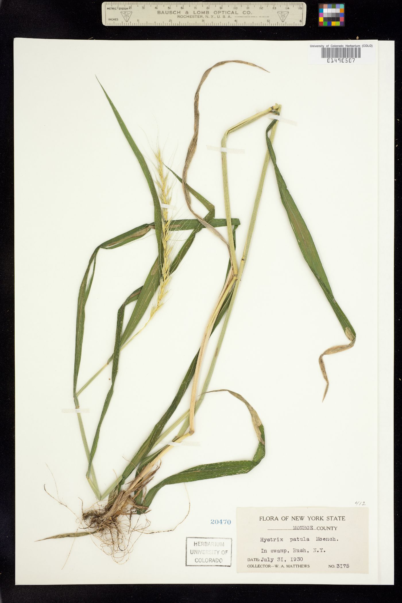 Elymus hystrix image