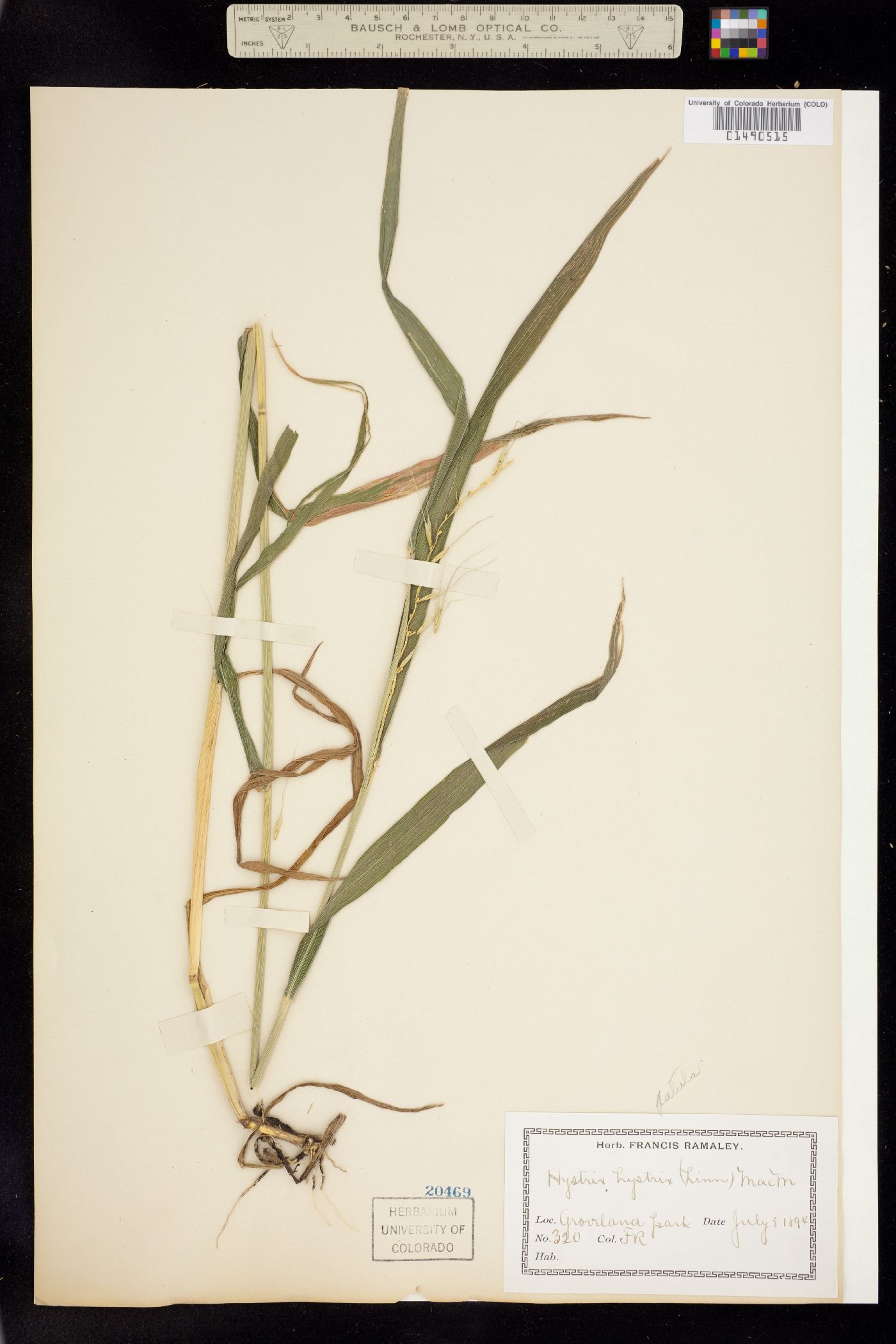 Elymus hystrix image