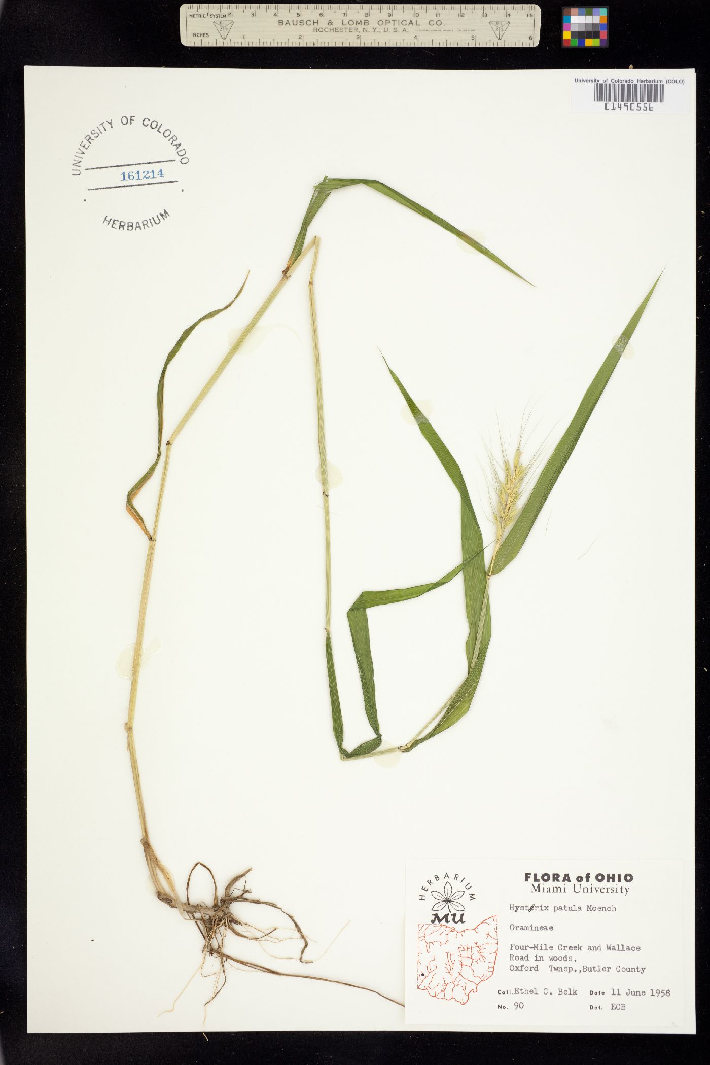 Elymus hystrix image