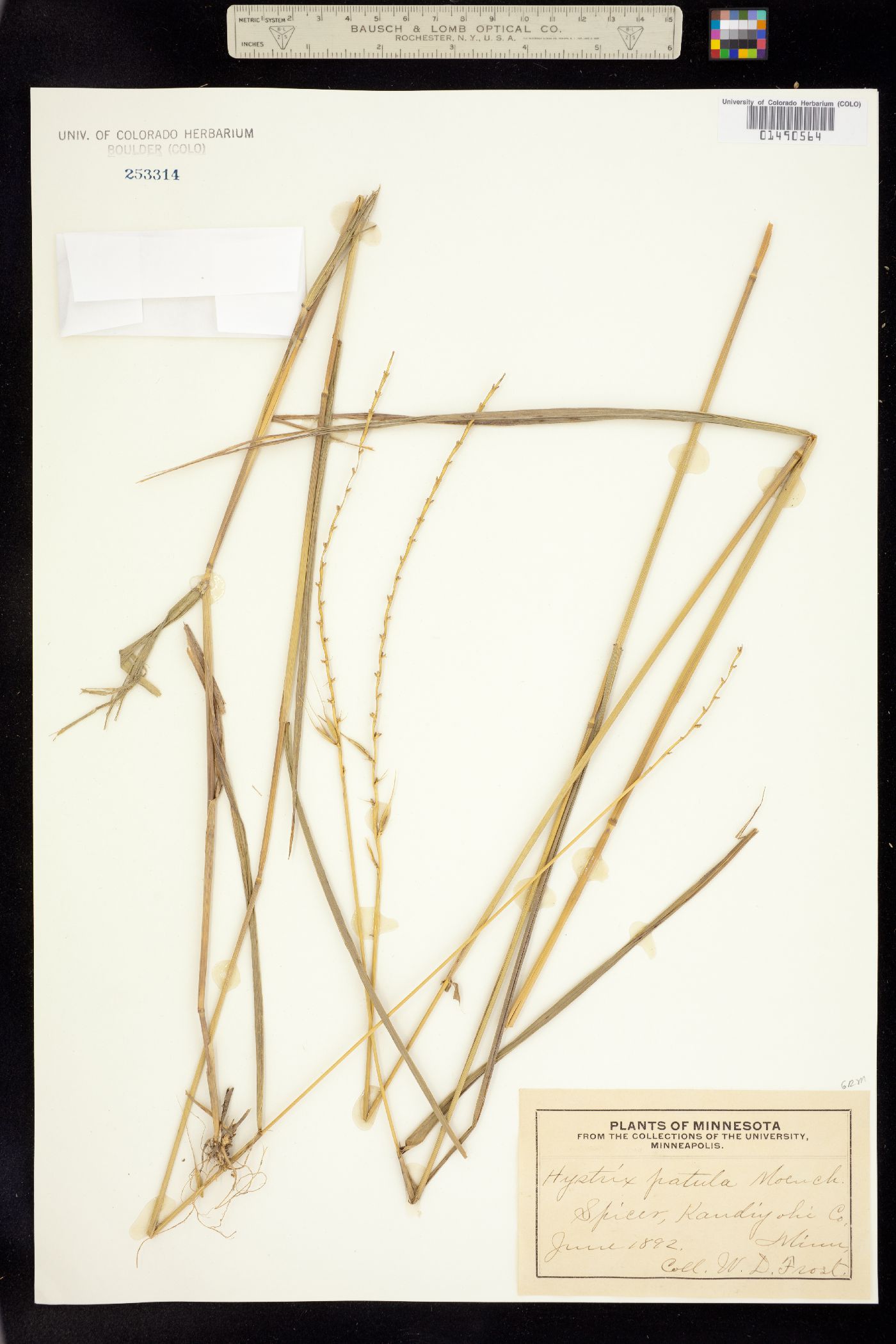 Elymus hystrix image